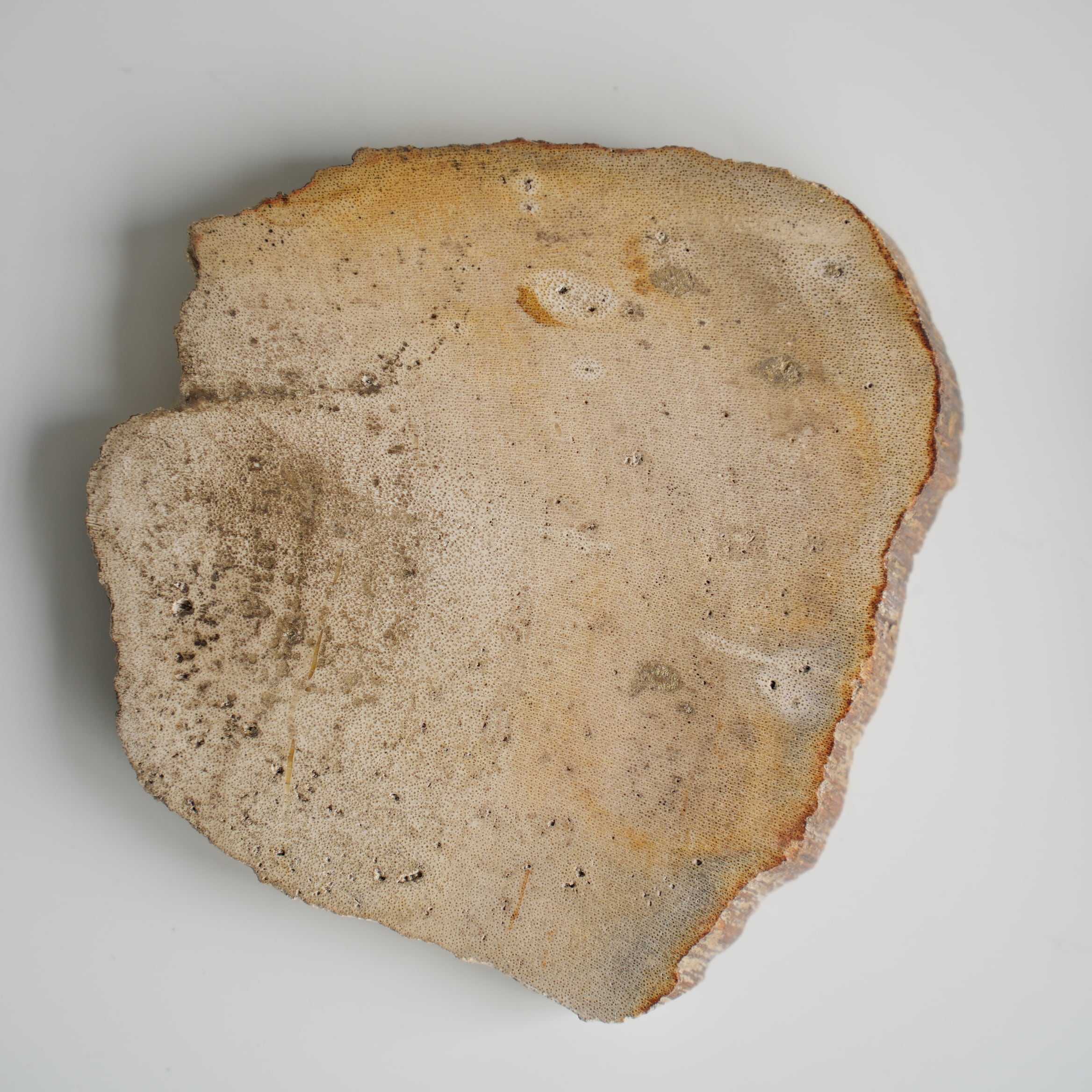 Wood Coaster Natural