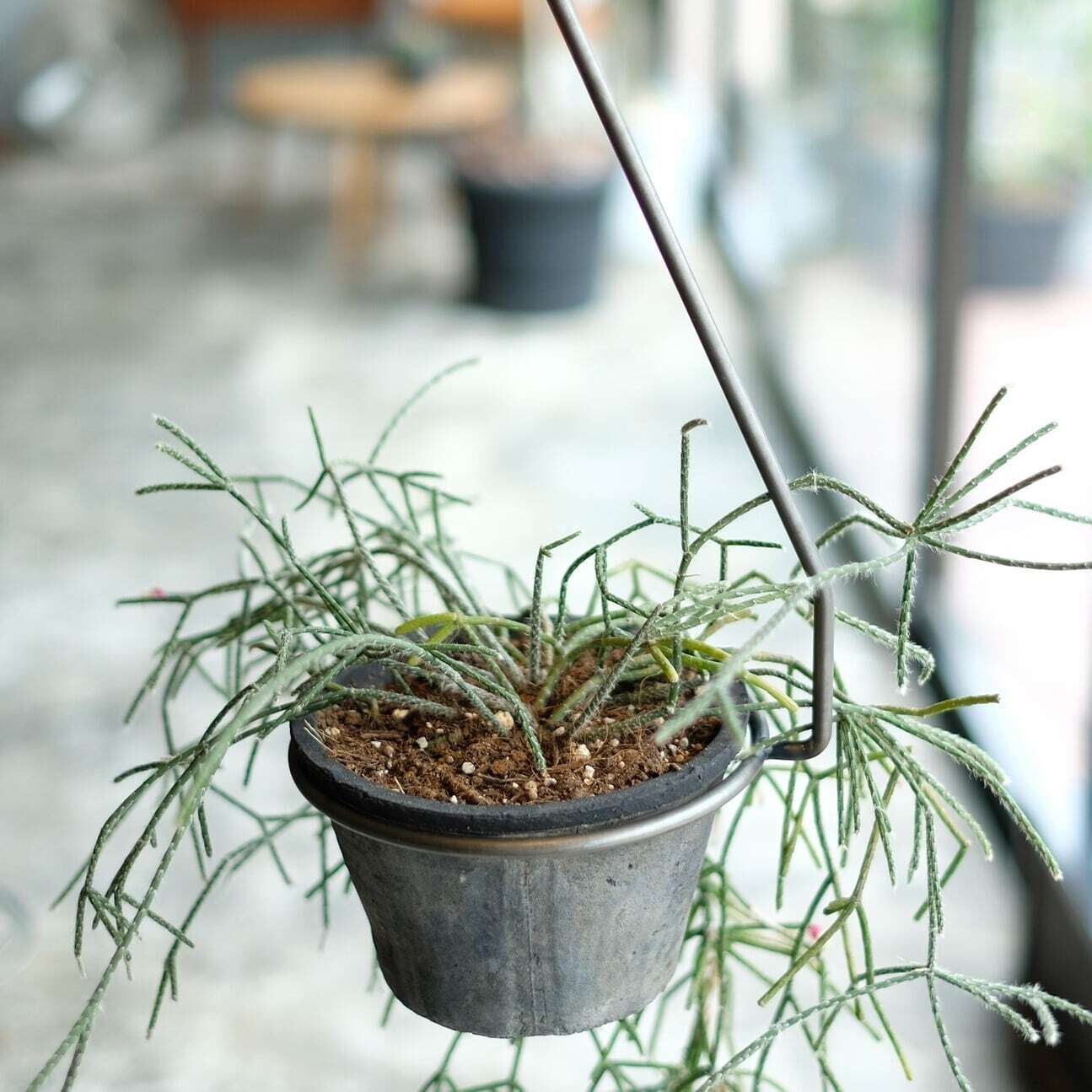 PLOP Hanging Holder L