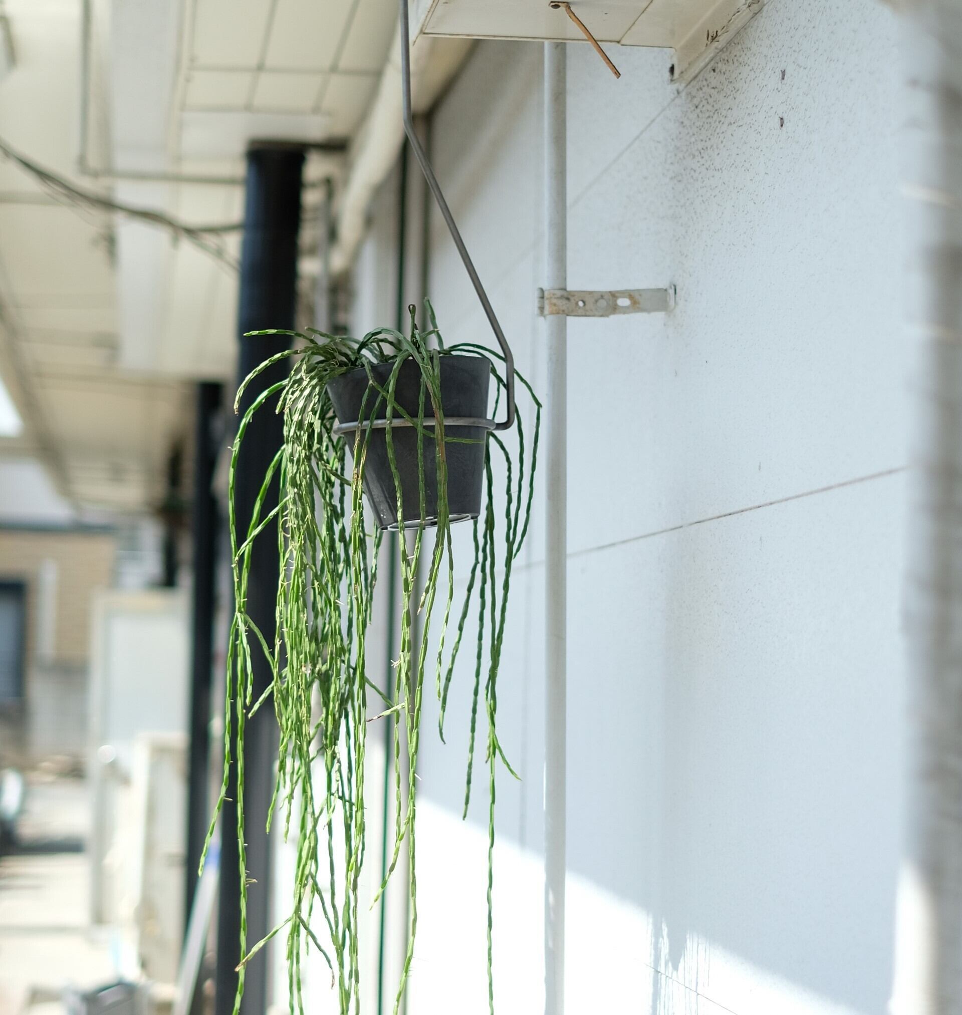 PLOP Hanging Holder M