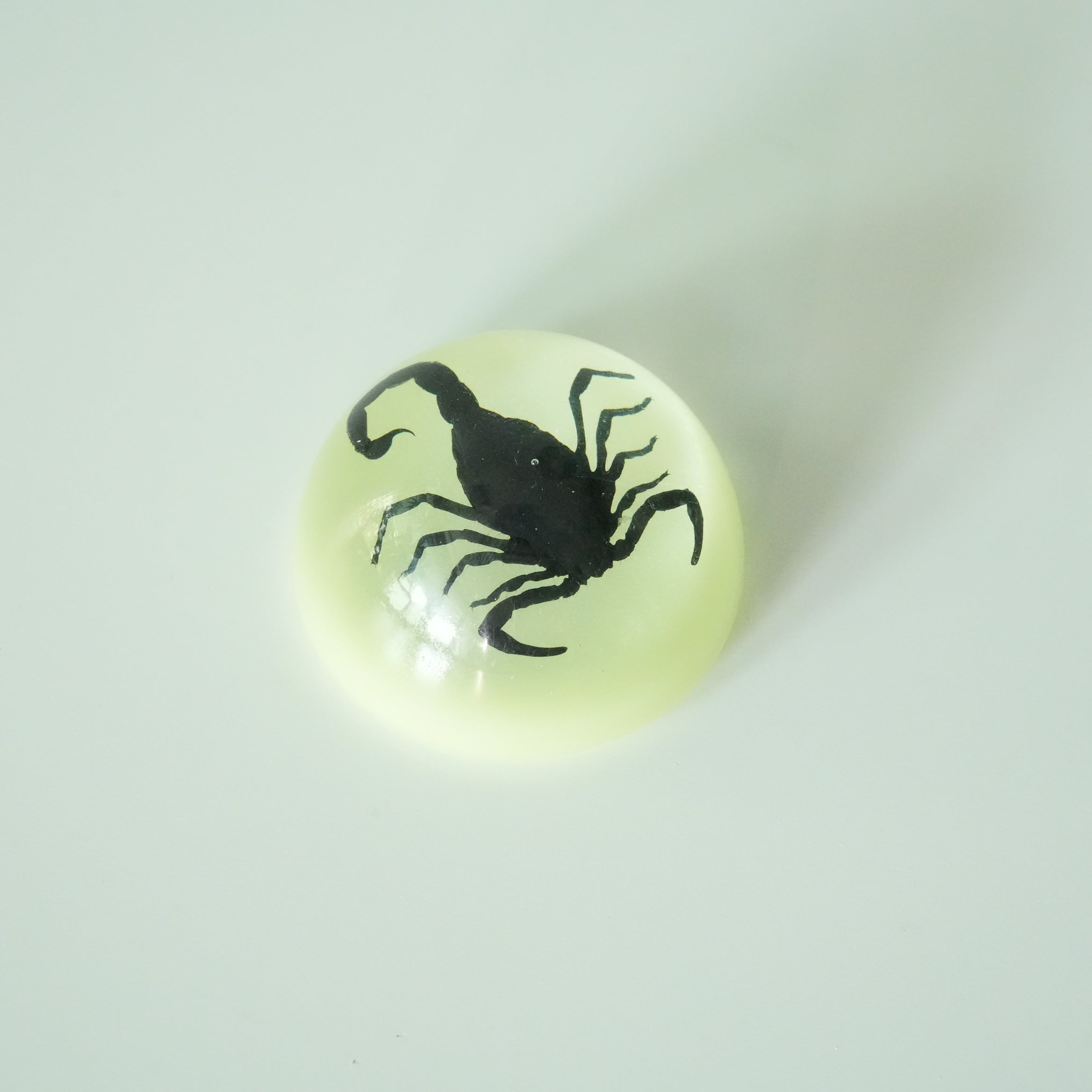 SCORPION&SPIDER MAGNET GID