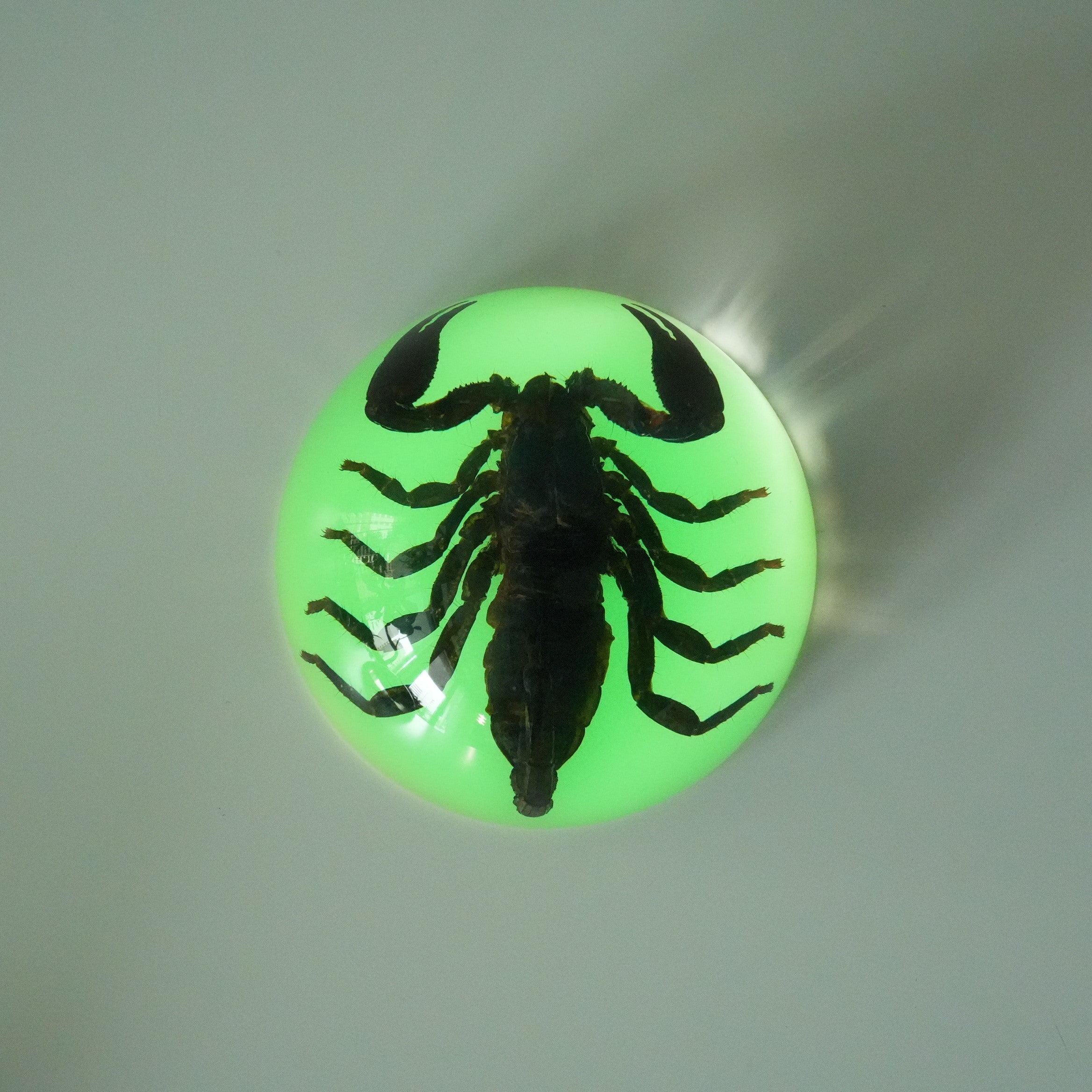 BLACK SCORPION DOME GID