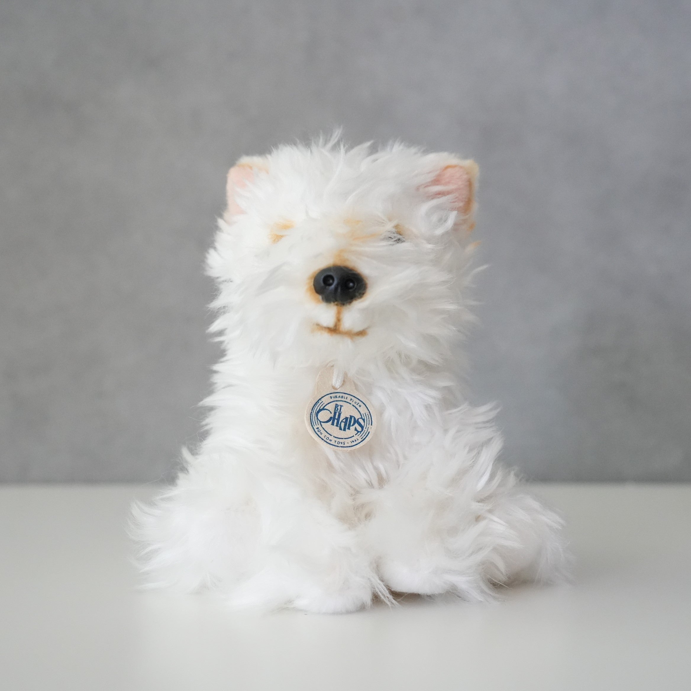 B.T. CHAPS / Scottish Terrier