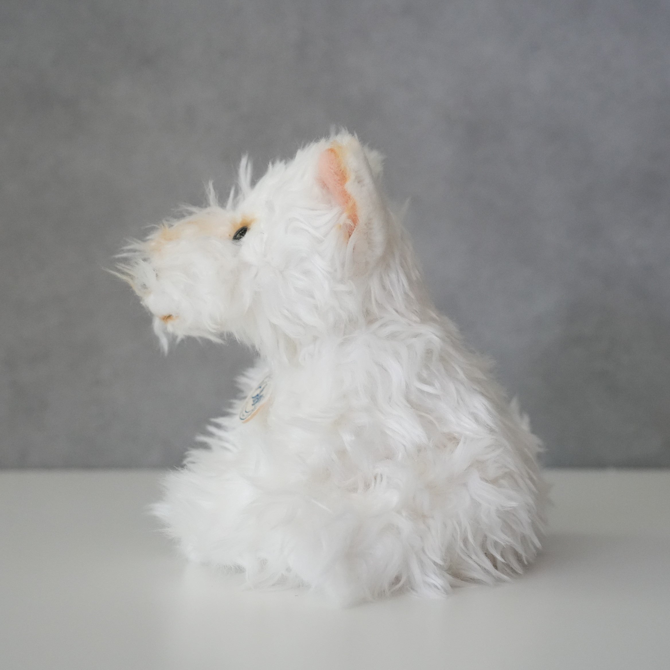 B.T. CHAPS / Scottish Terrier