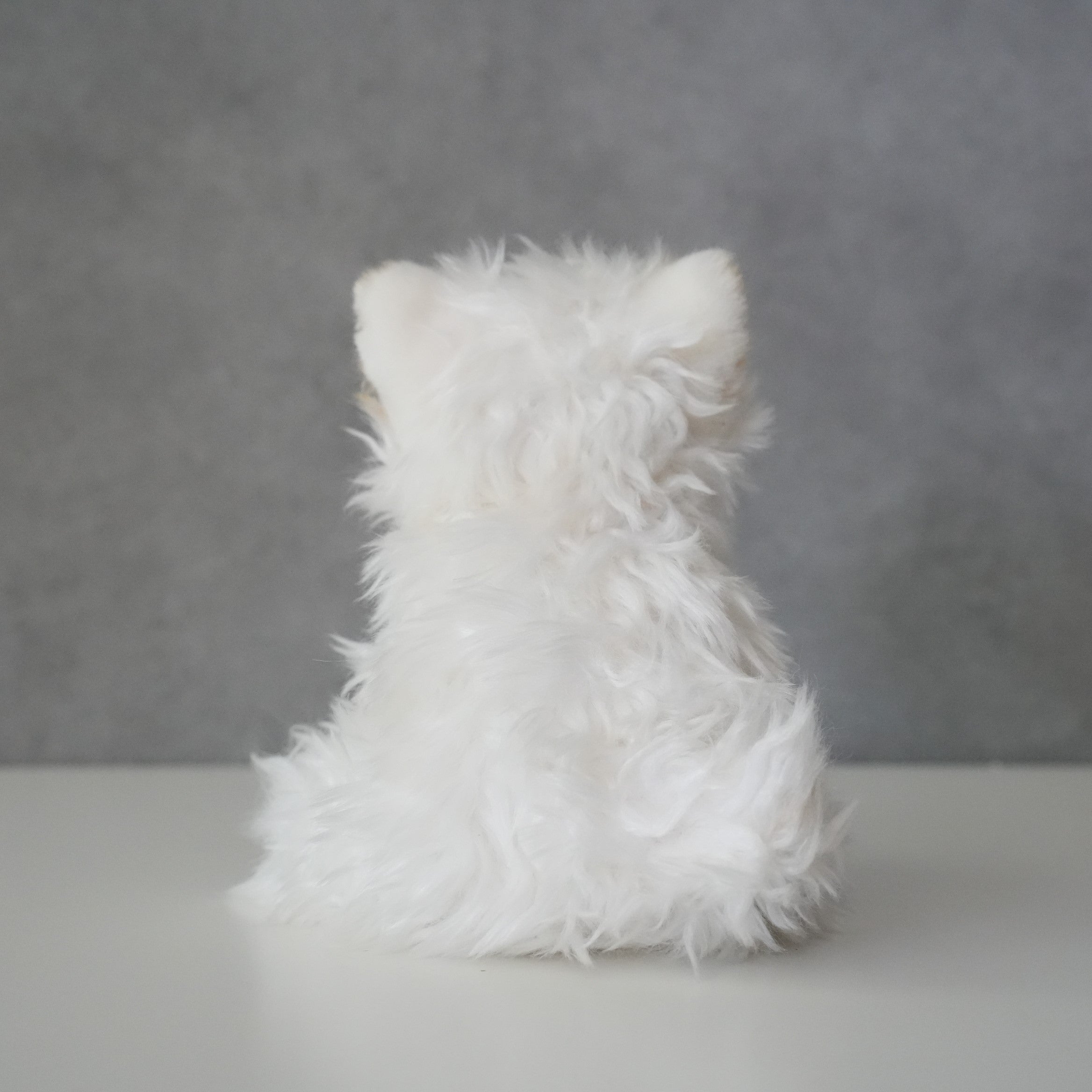 B.T. CHAPS / Scottish Terrier