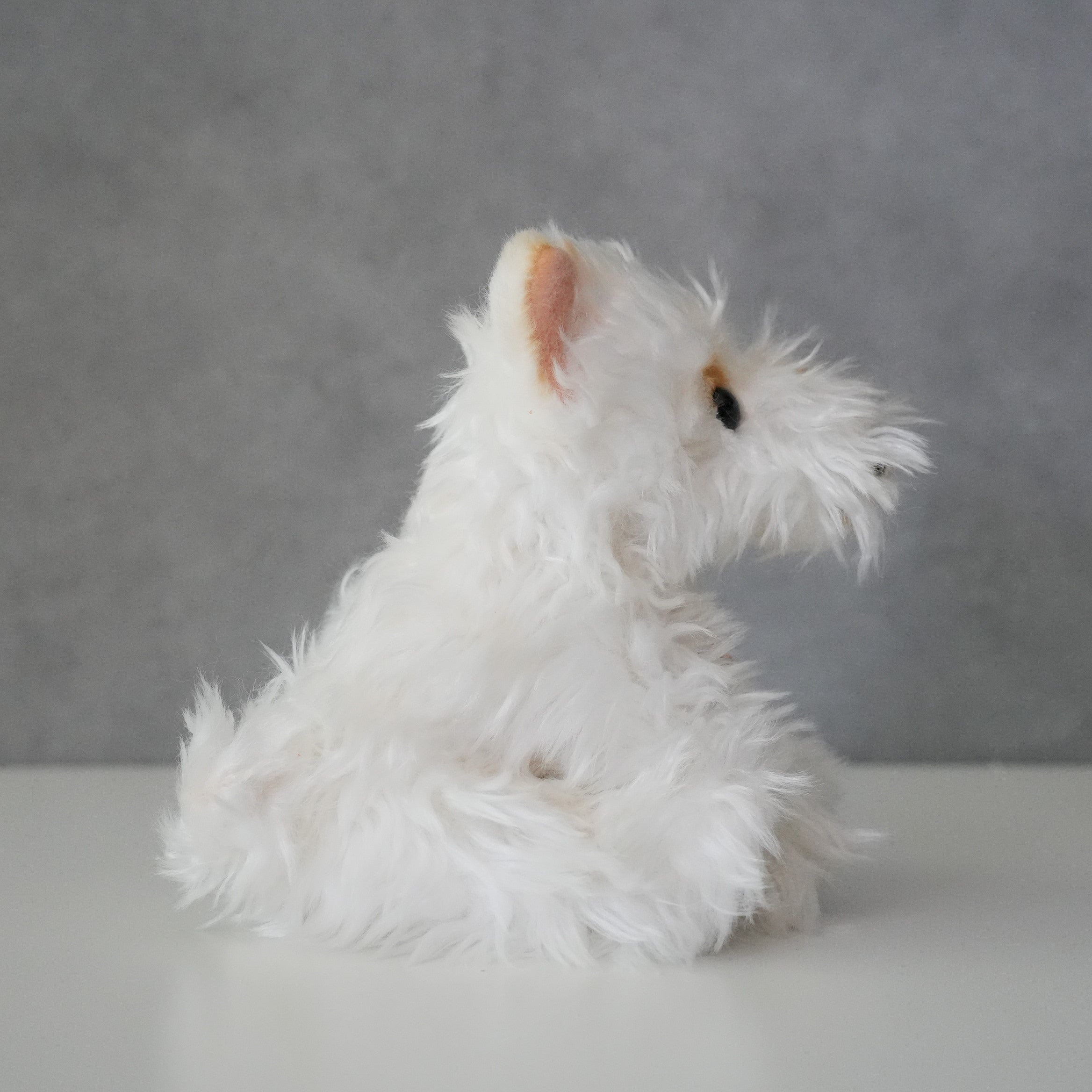 B.T. CHAPS / Scottish Terrier