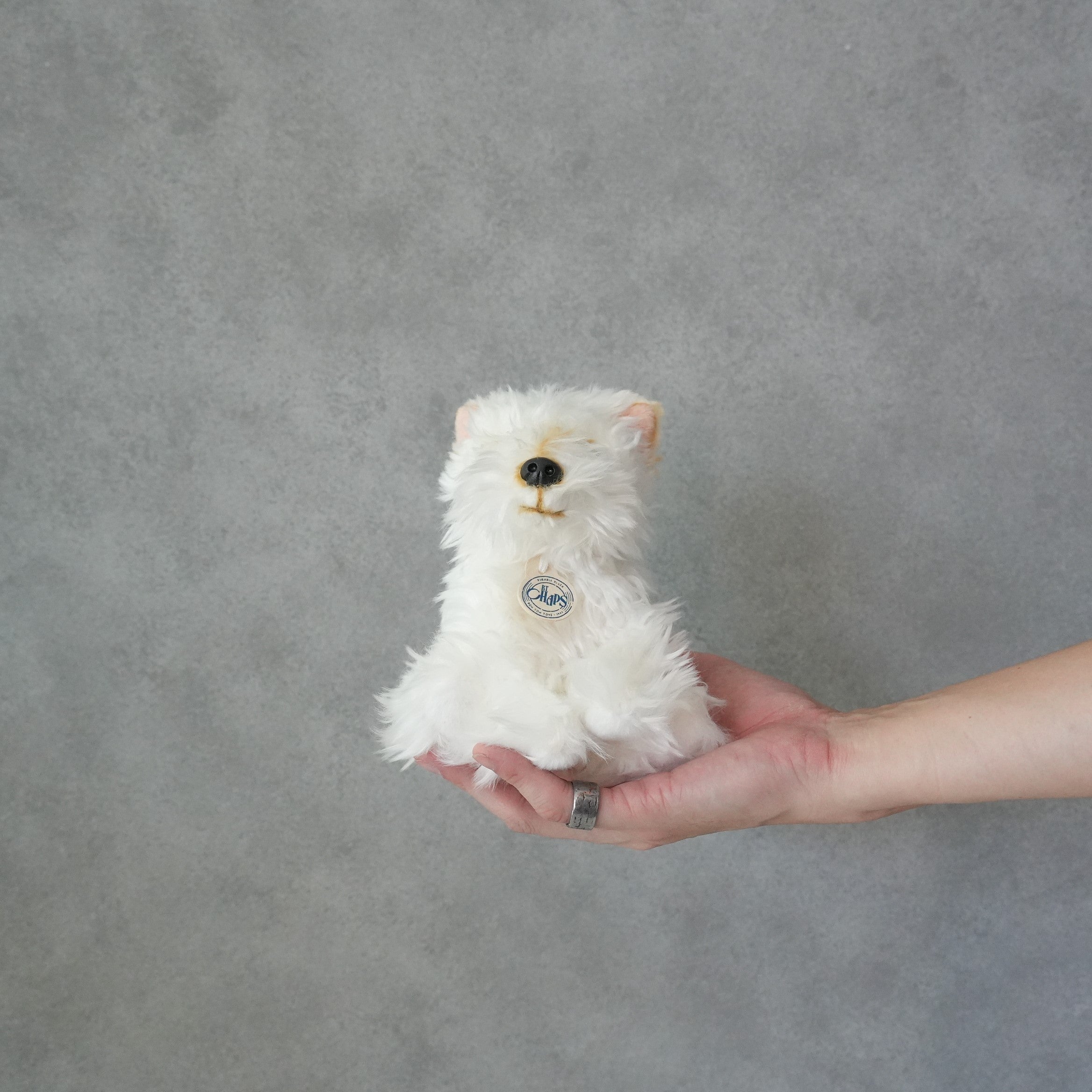 B.T. CHAPS / Scottish Terrier