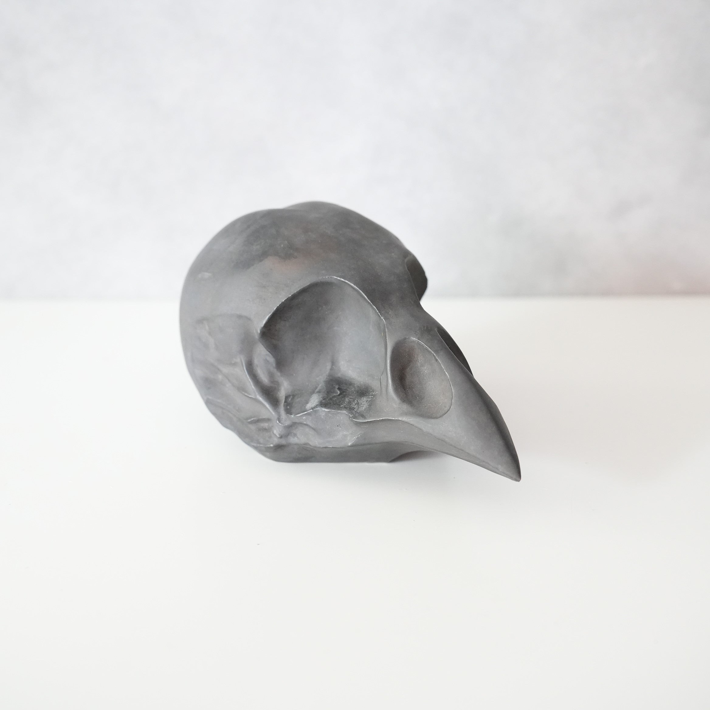 Bird Skull BSK-002-04