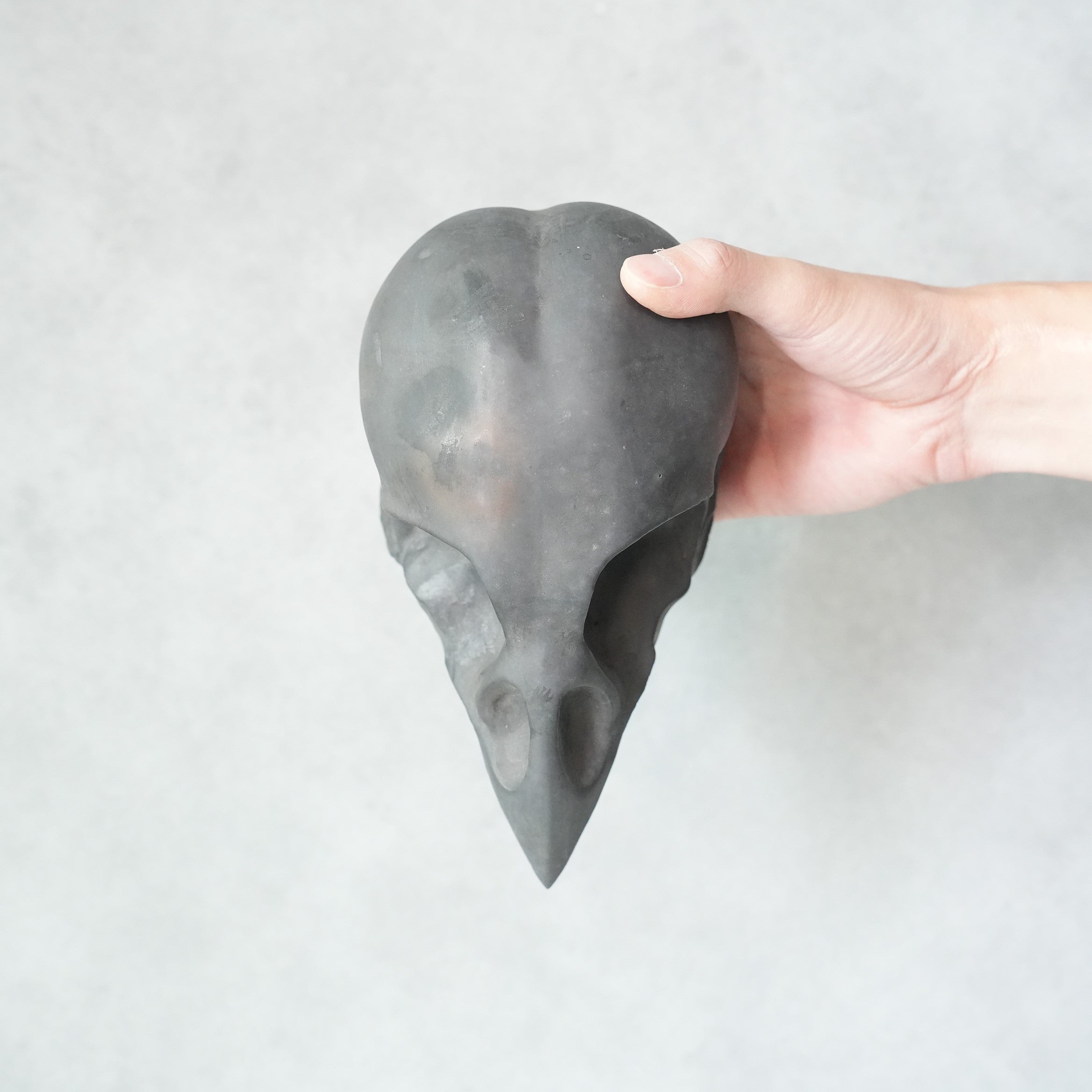 Bird Skull BSK-002-04