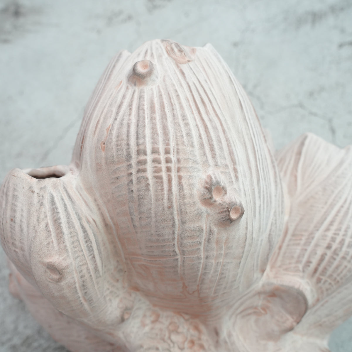 Barnacle L OCT-103