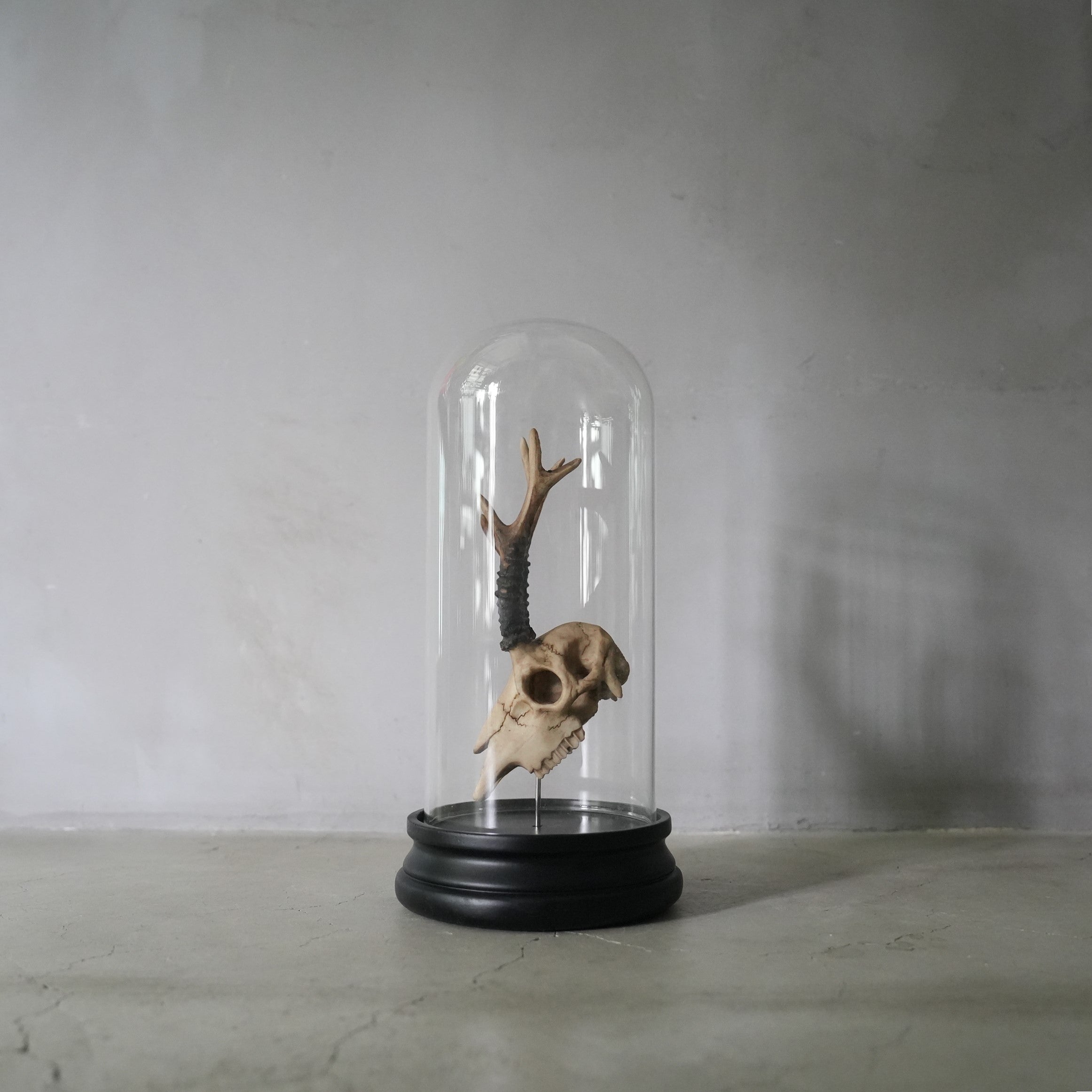 Deer Skull Object