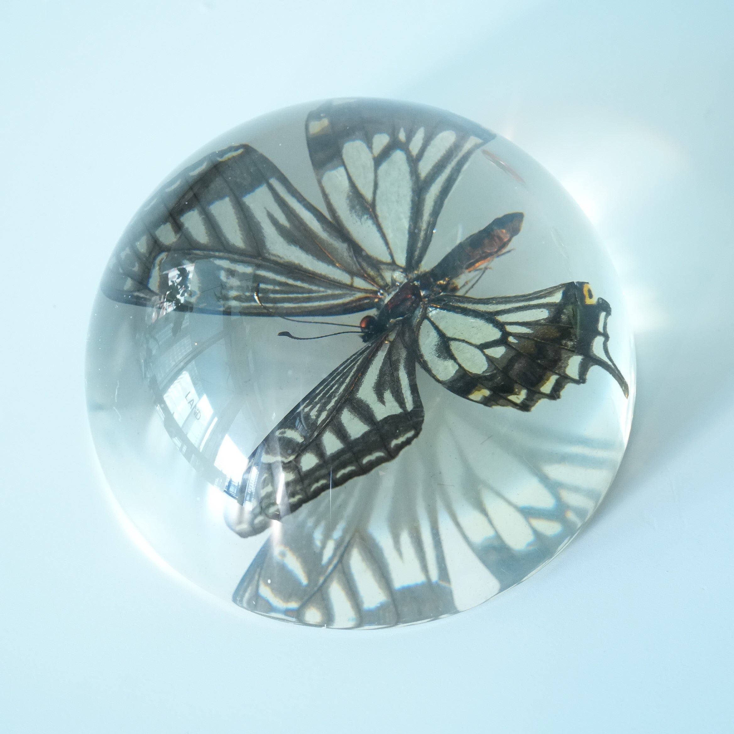 ASIAN SWALLOWTAIL BUTTERFLY DOME