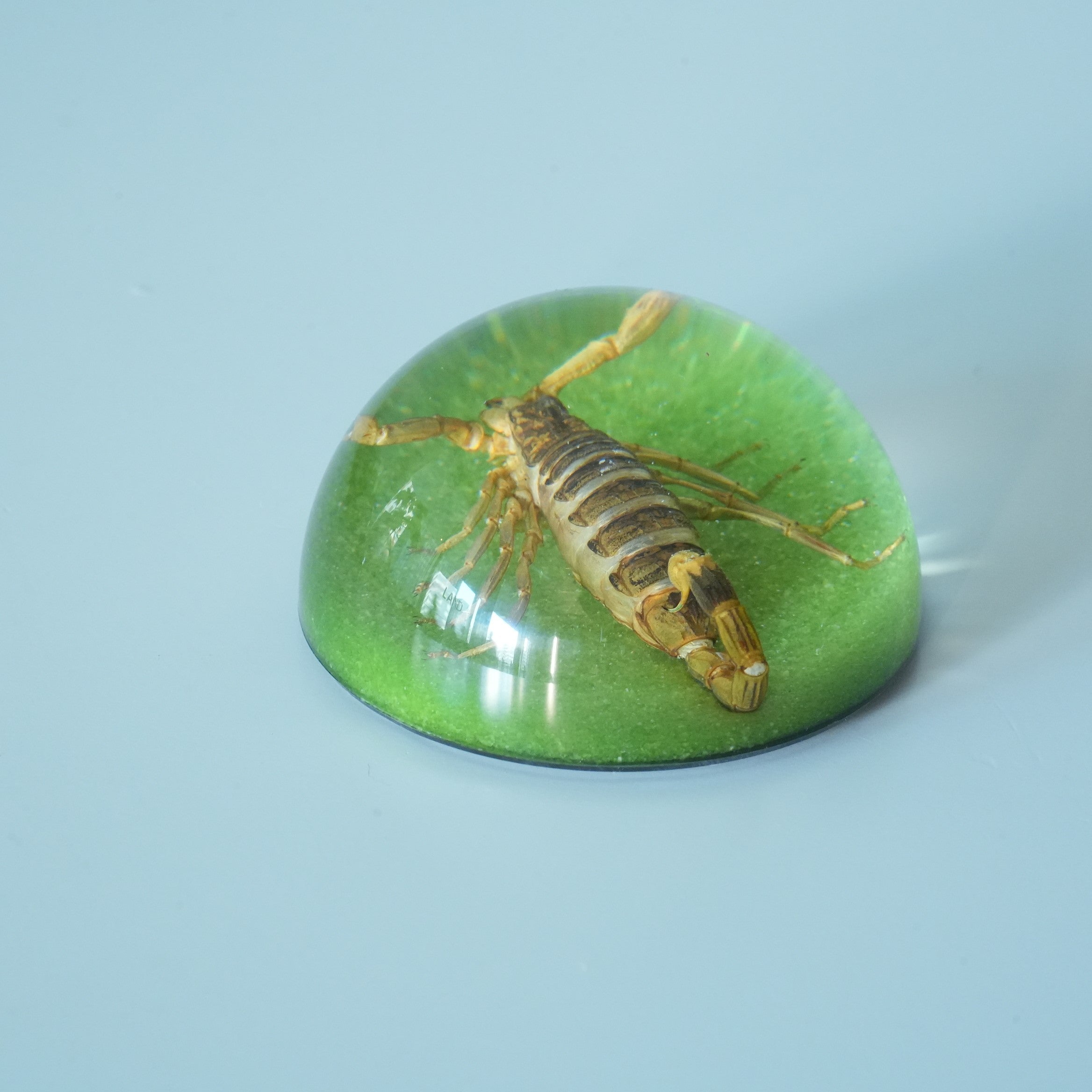 BLACK SCORPION DOME COLOR