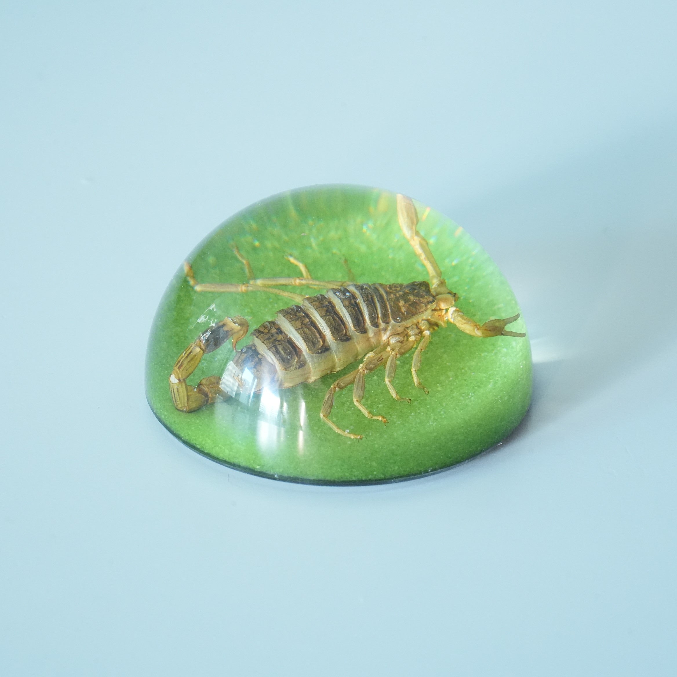 BLACK SCORPION DOME COLOR