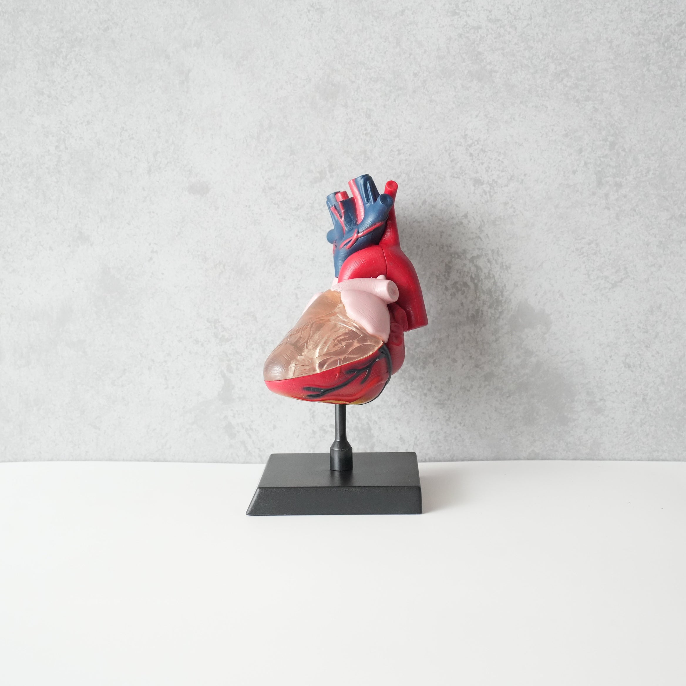 HEART MODEL