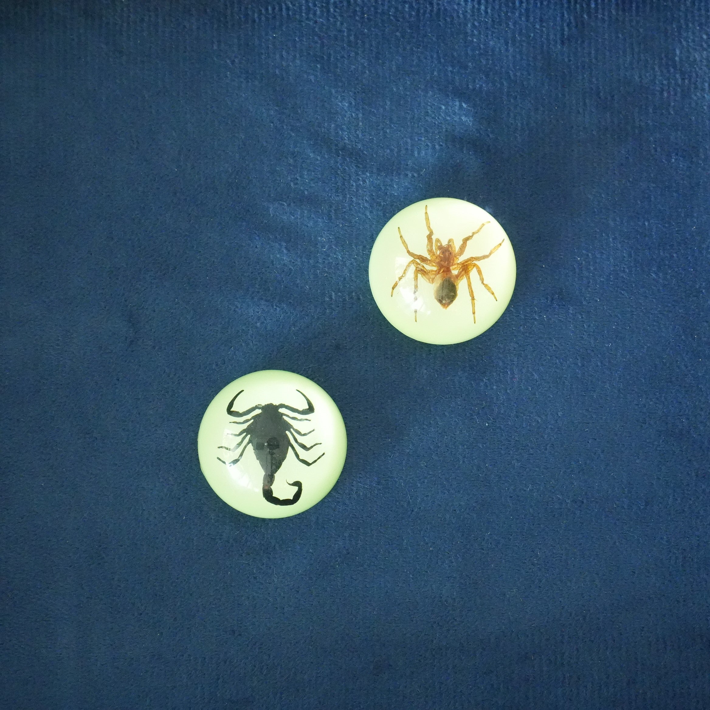 SCORPION&SPIDER MAGNET GID