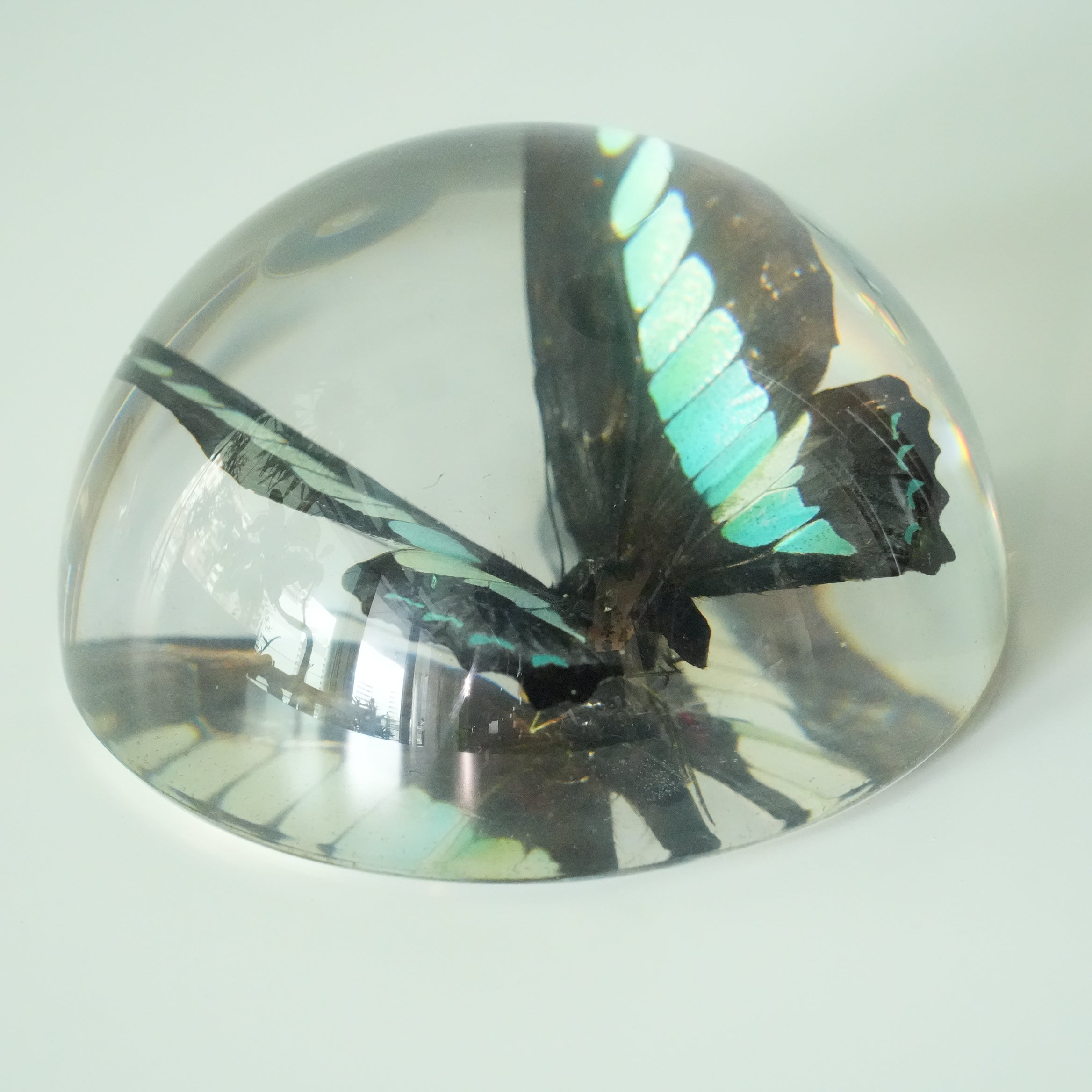 COMMON BLUE BUTTERFLY DOME