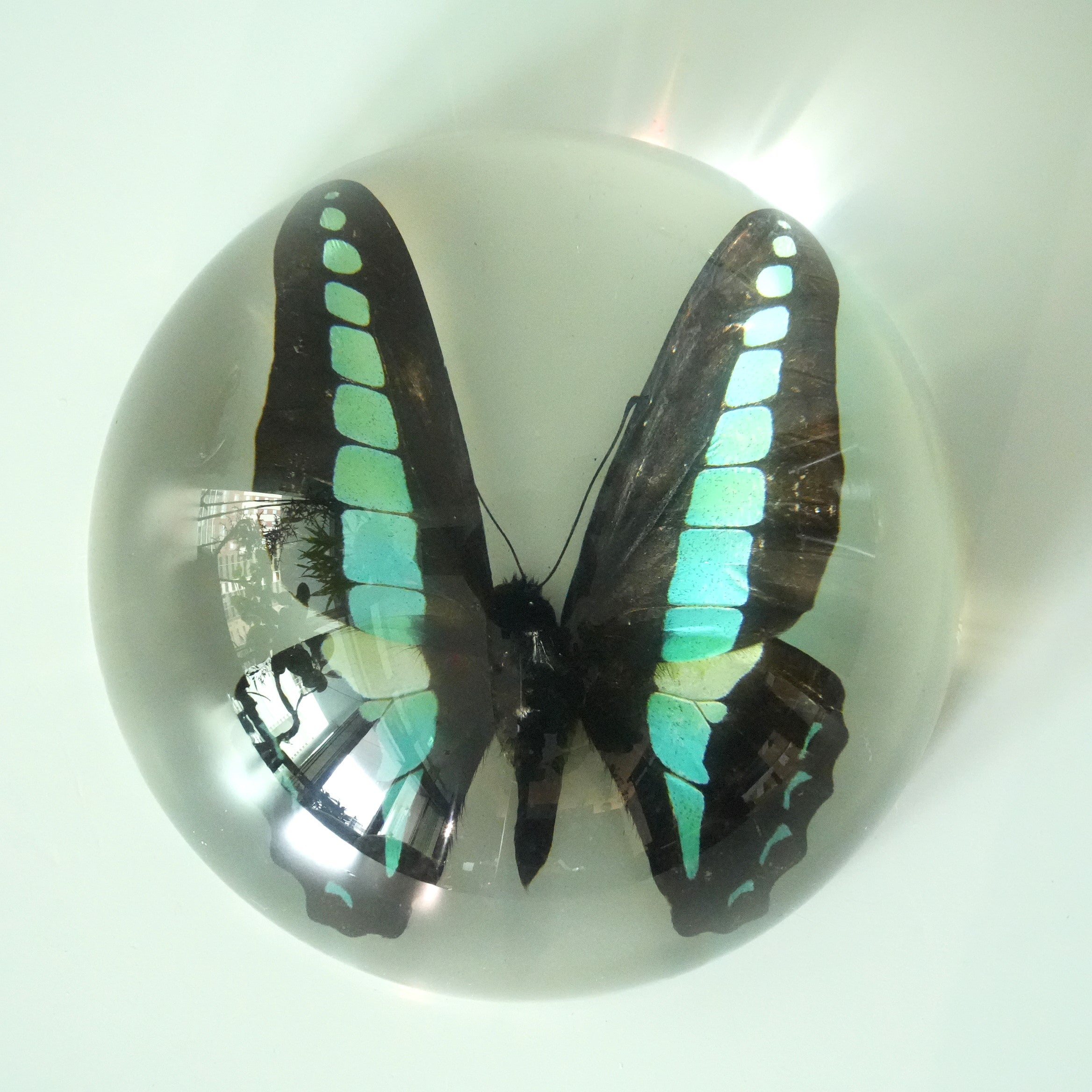 COMMON BLUE BUTTERFLY DOME