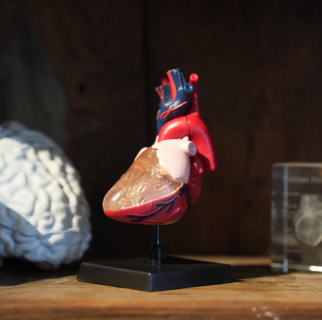 HEART MODEL
