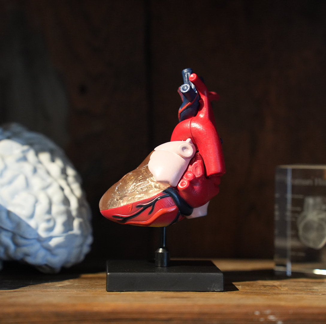 HEART MODEL