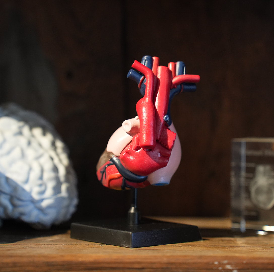 HEART MODEL