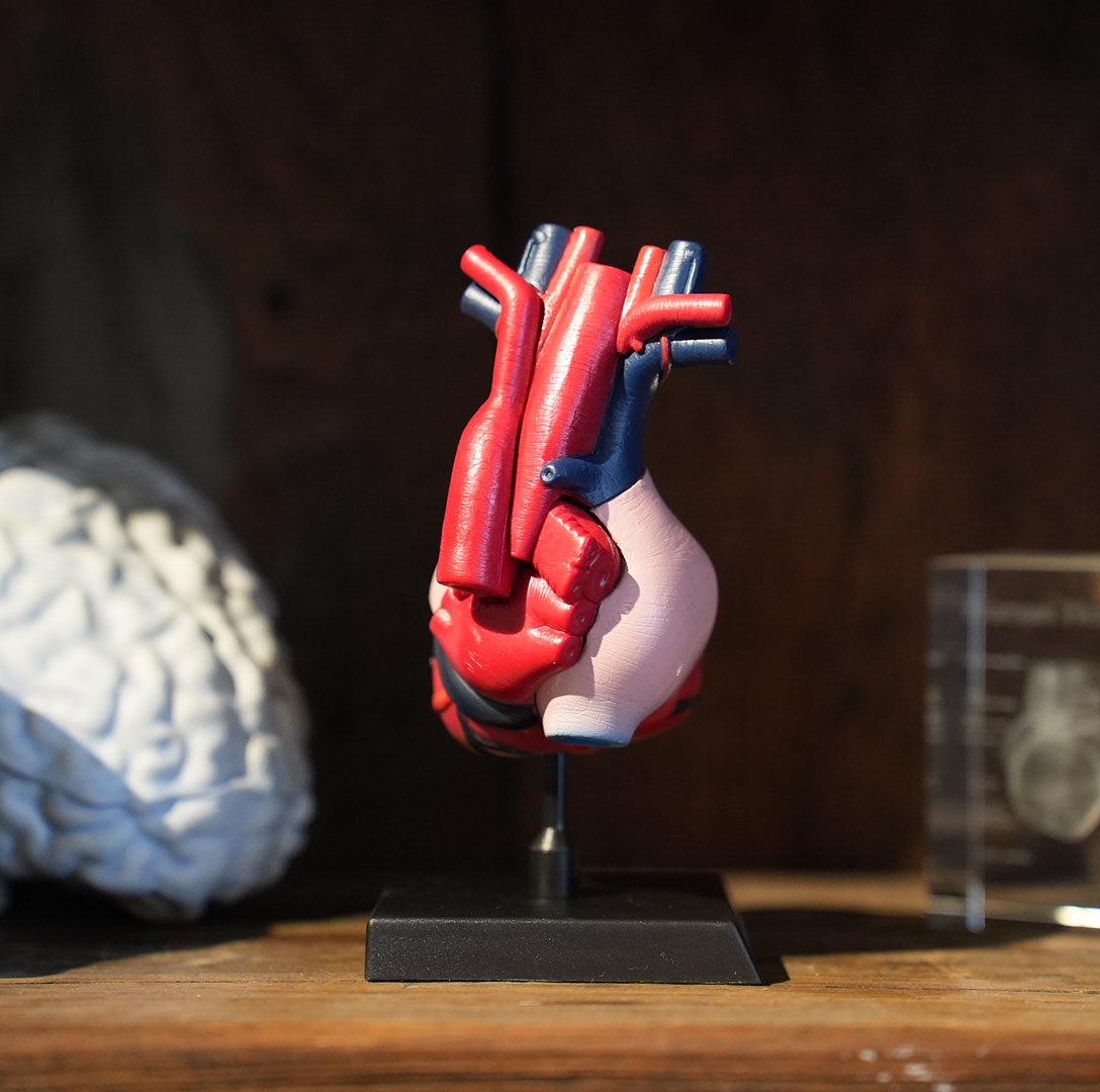 HEART MODEL