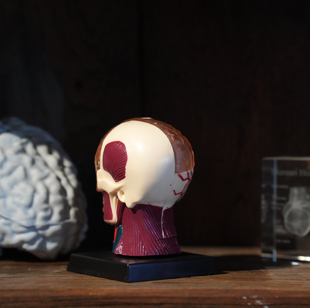 BRAIN&SKULL MODEL