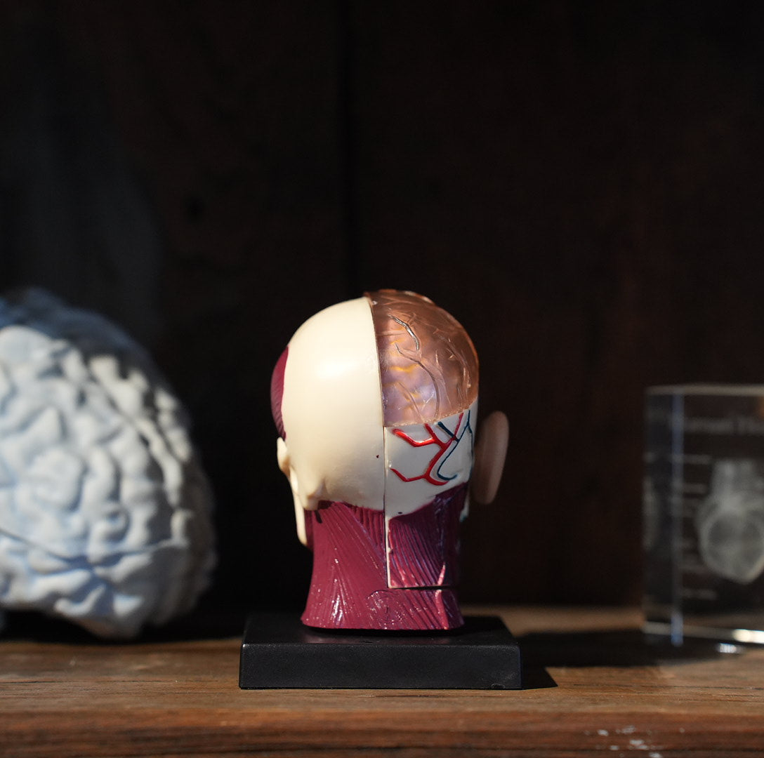 BRAIN&SKULL MODEL