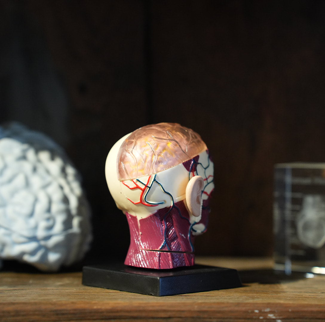 BRAIN&SKULL MODEL