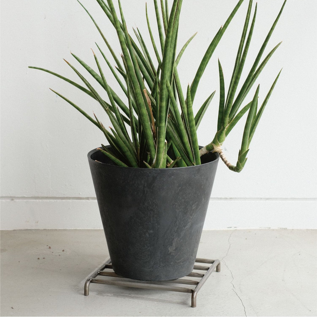 KNOP LOW STANDS