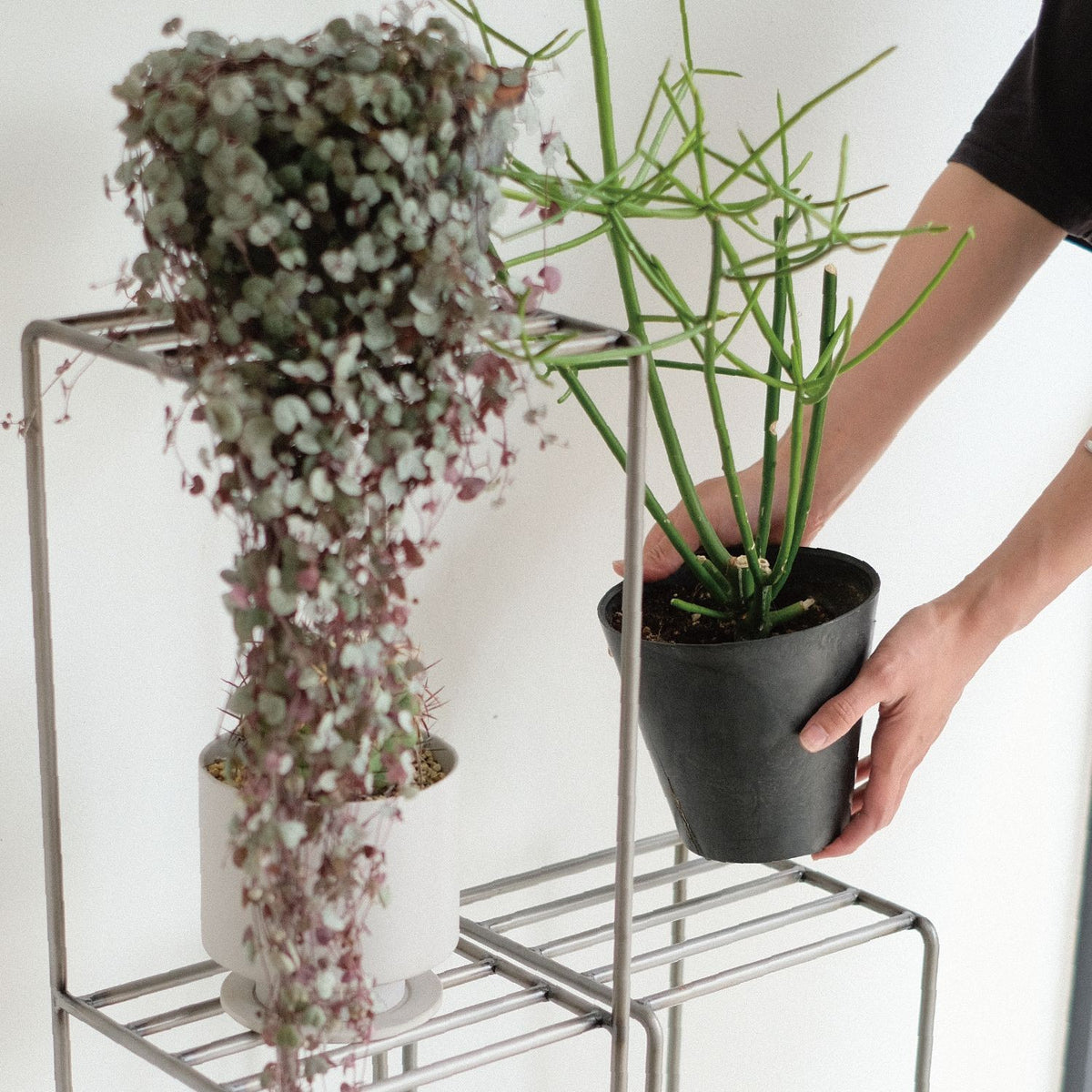 KNOP SHELF