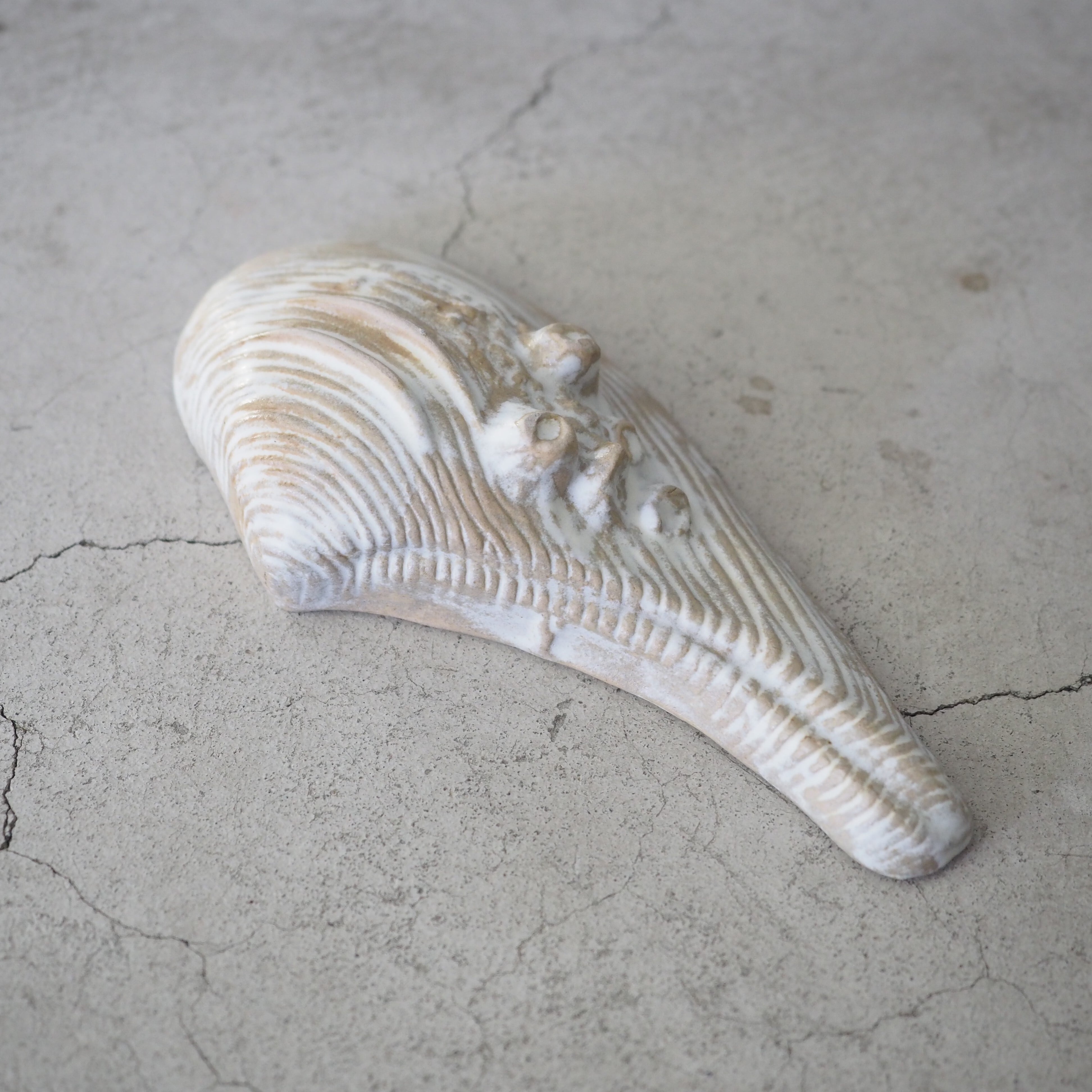 Horseshoe Shell OCT-038