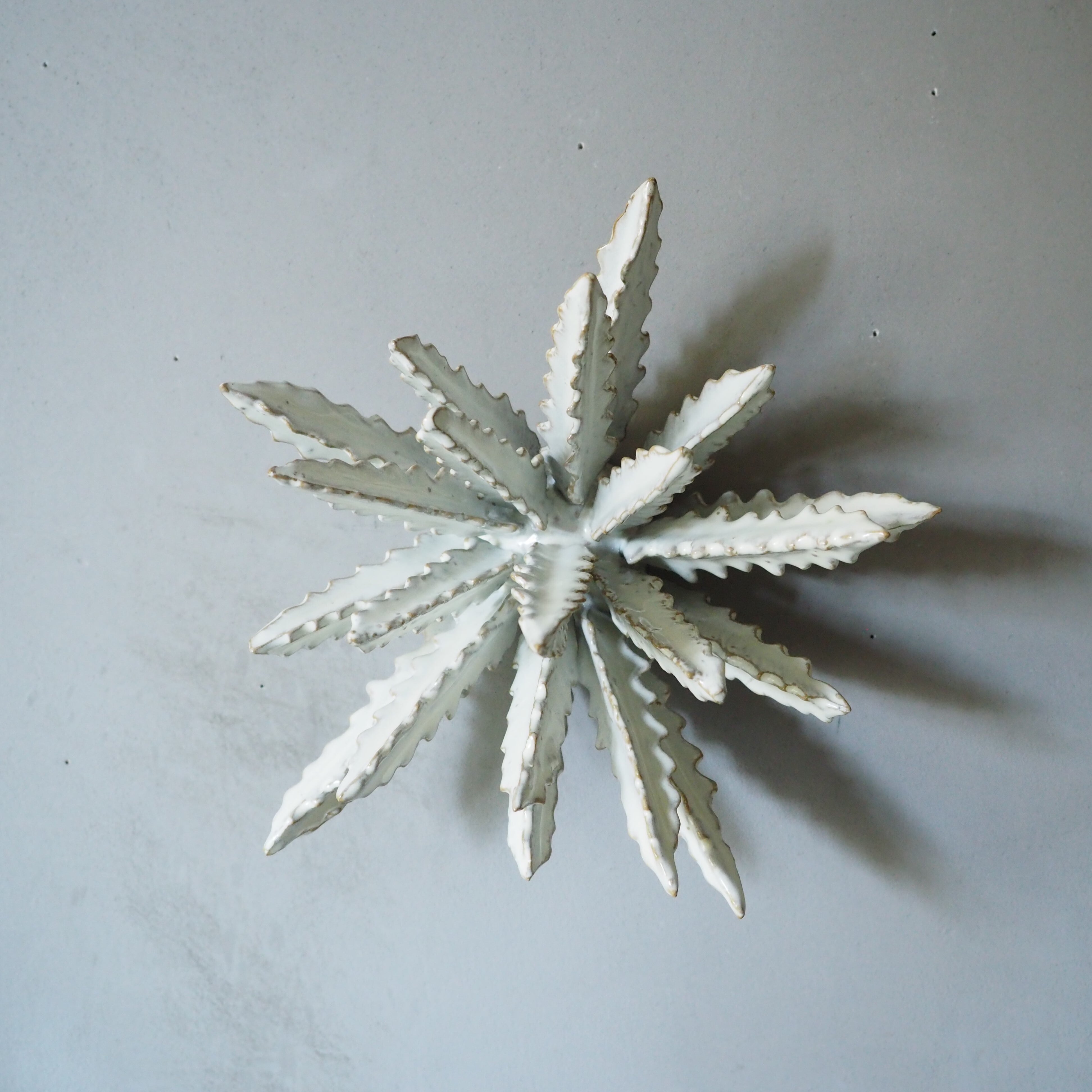 Urchin Star I OC-007