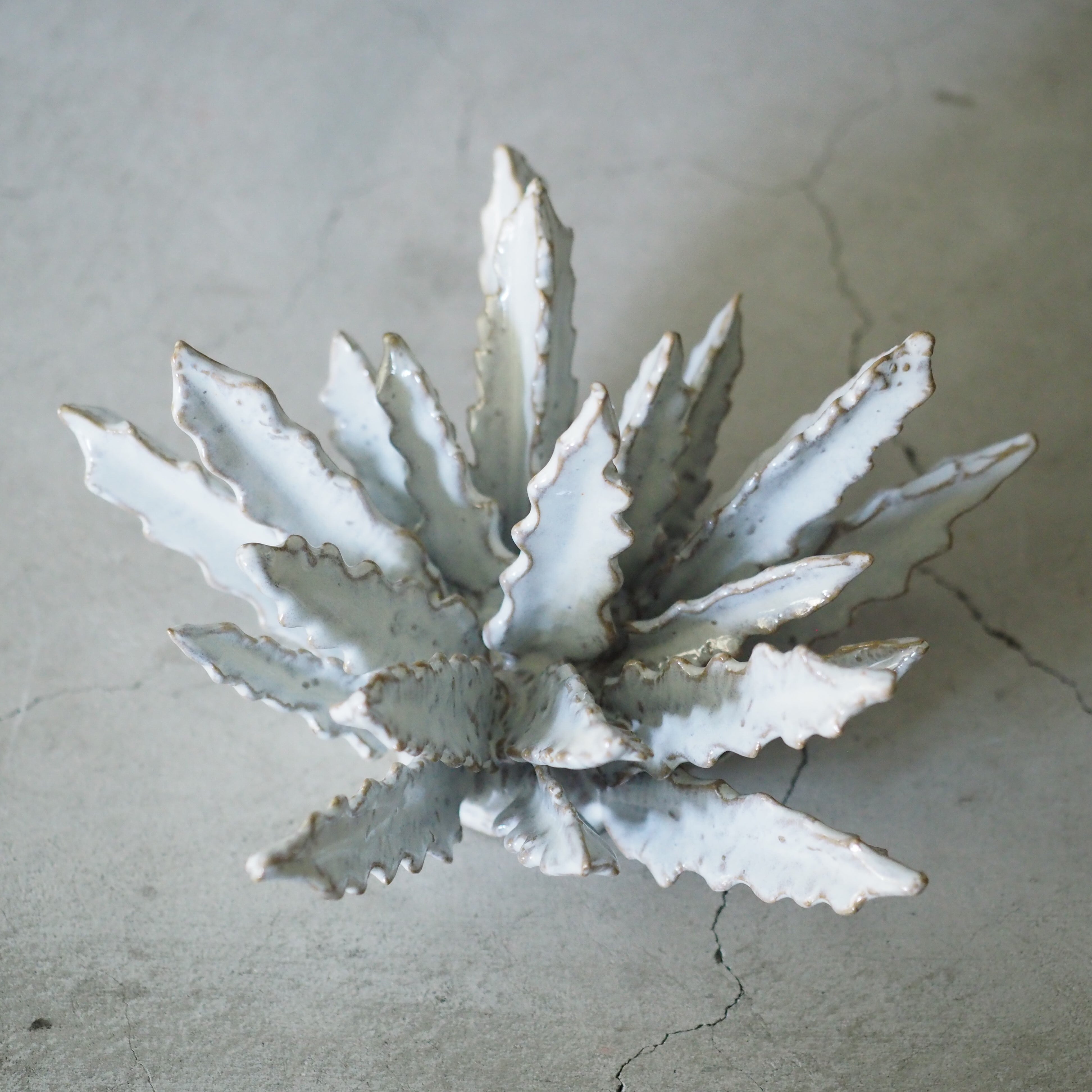 Urchin Star II OC-008