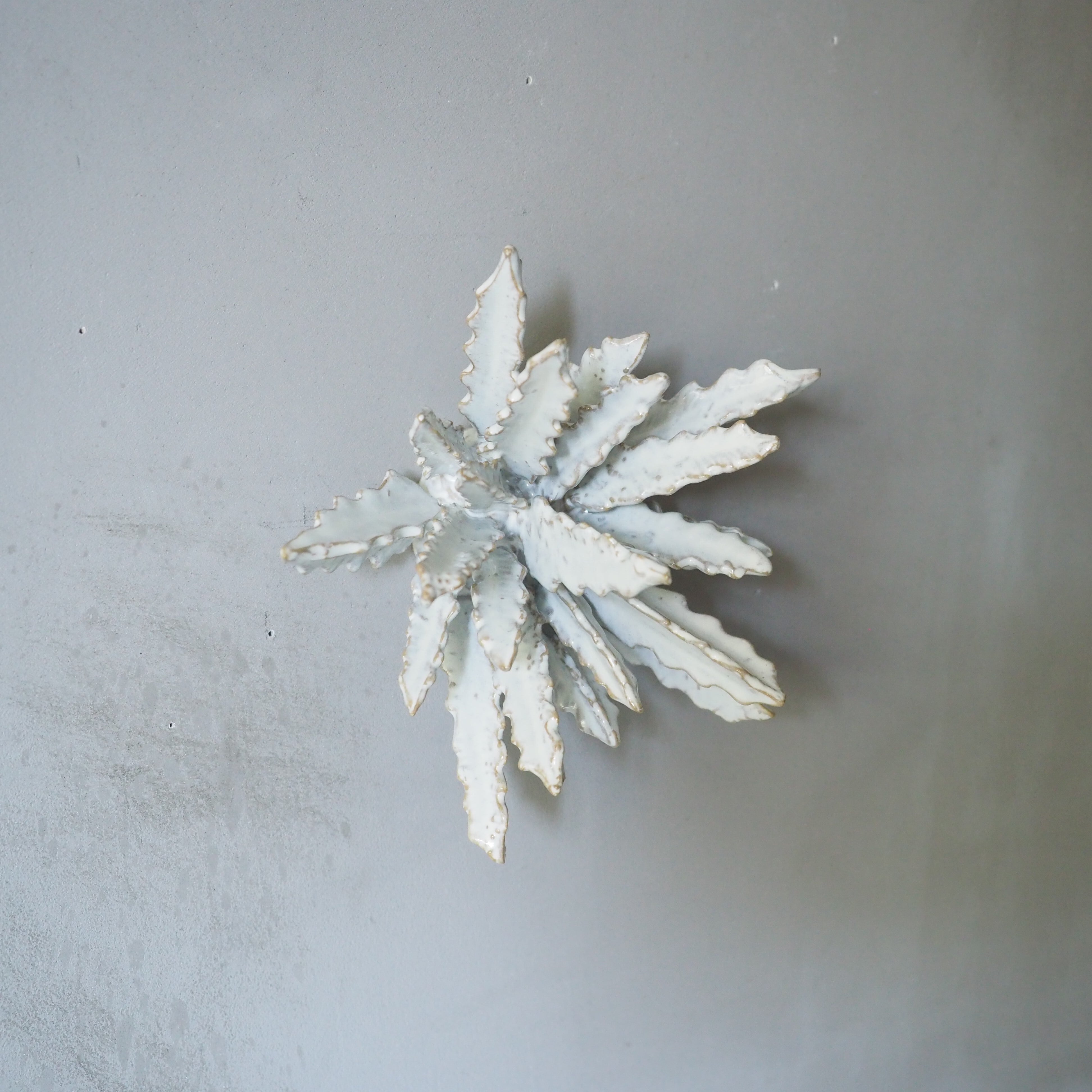 Urchin Star II OC-008