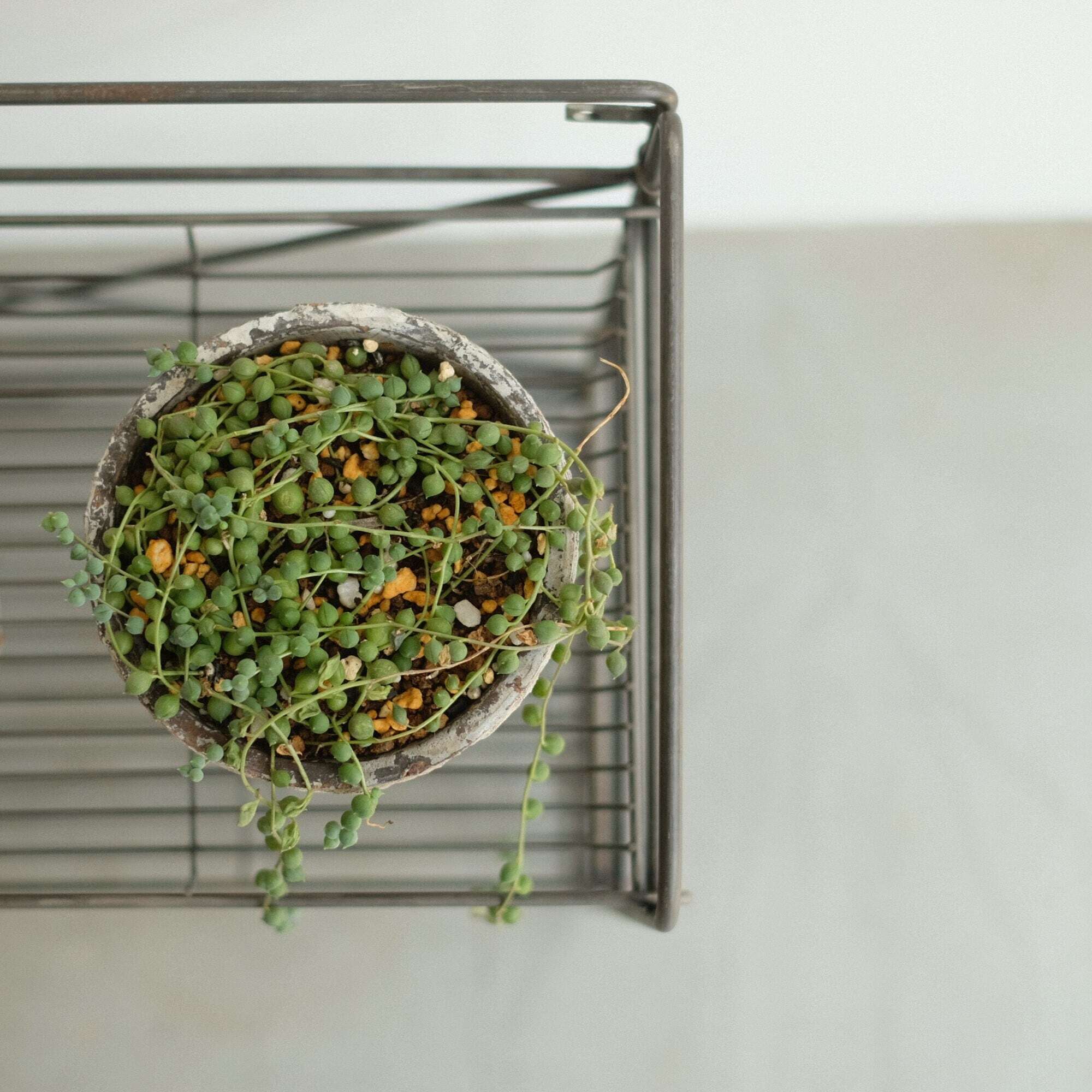 HABANA Folding Shelf LL