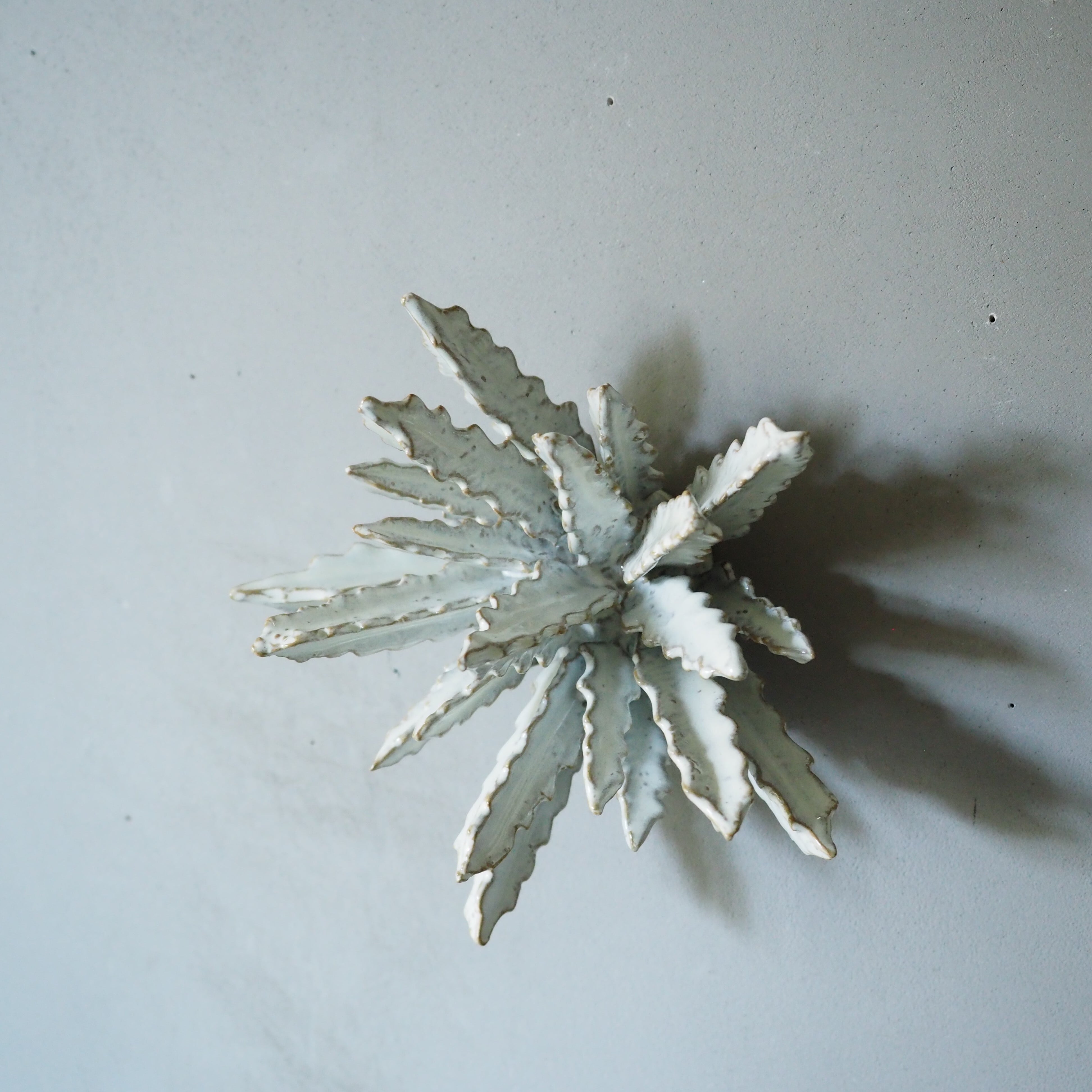 Urchin Star II OC-008