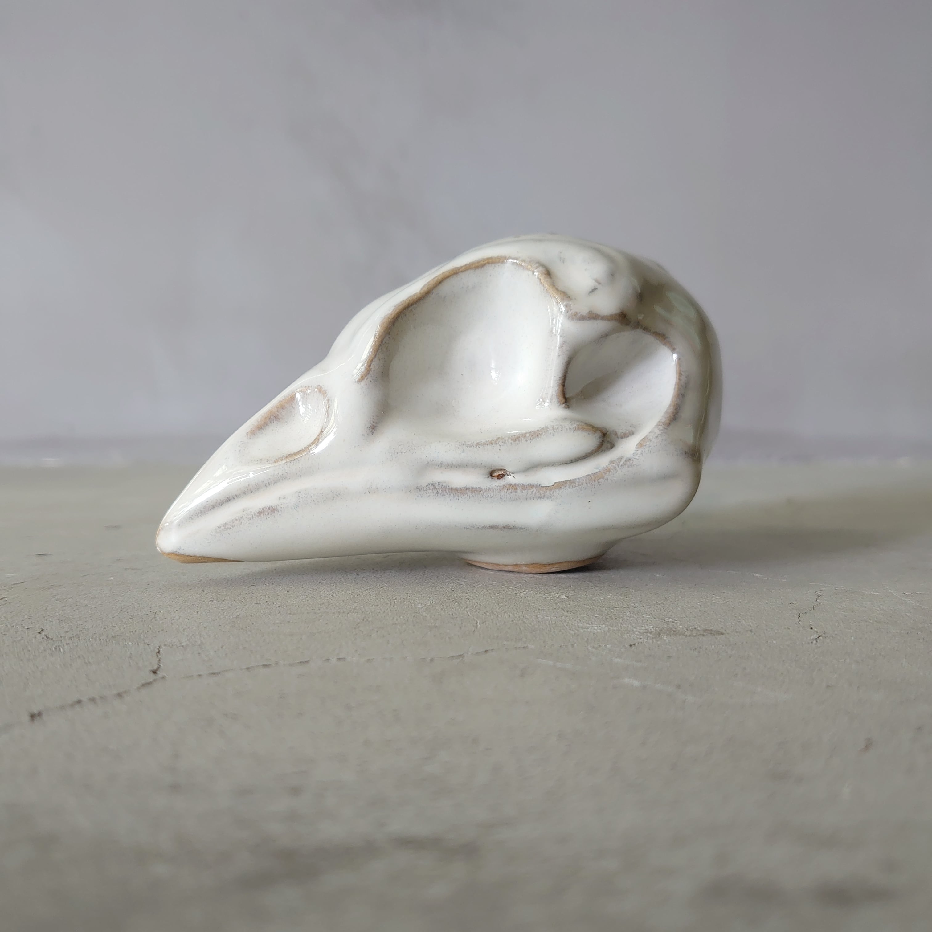 Sparrow Skull BSK-003