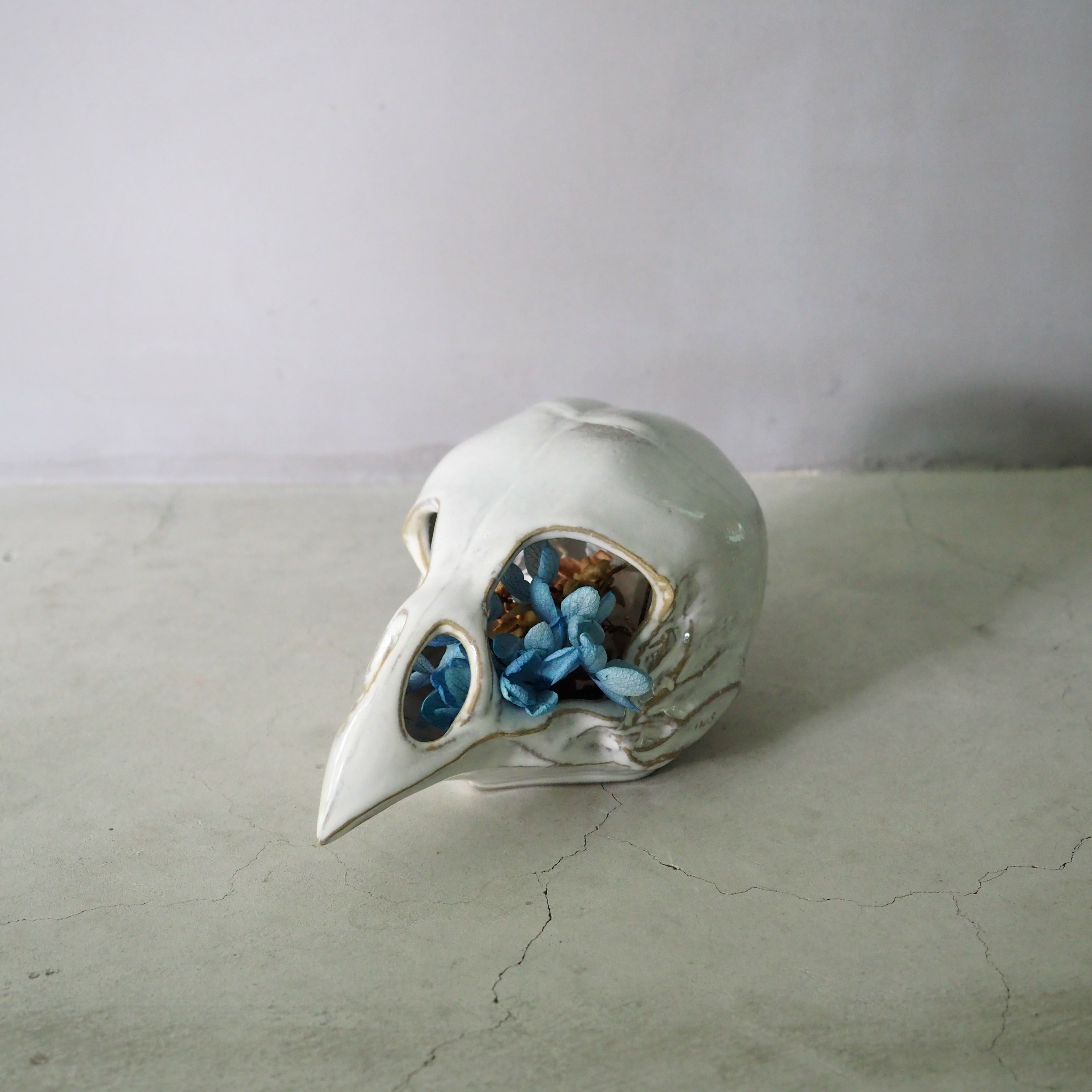 Bird Skull Eye Socket BSK-001