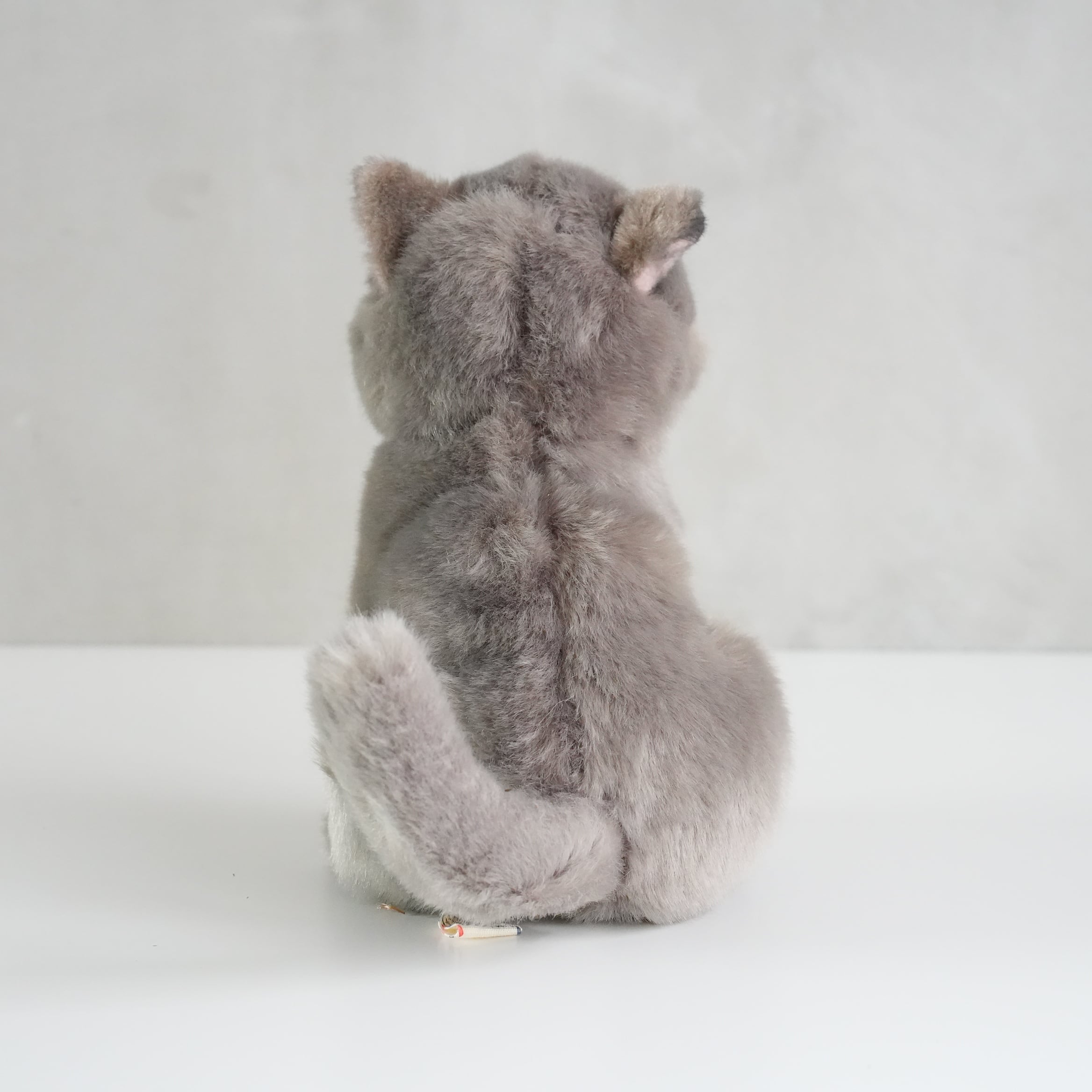 B.T. CHAPS / British Shorthair