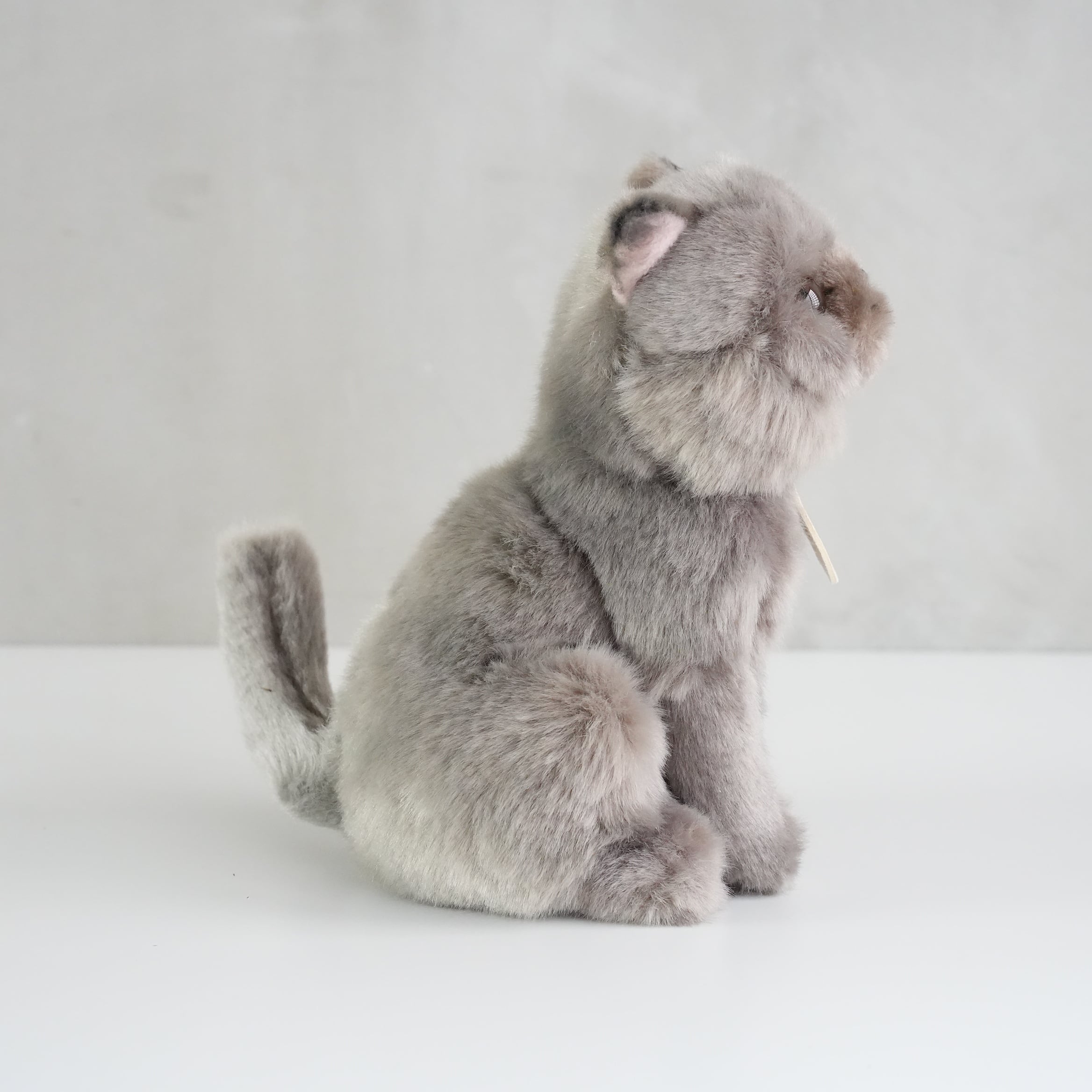 B.T. CHAPS / British Shorthair