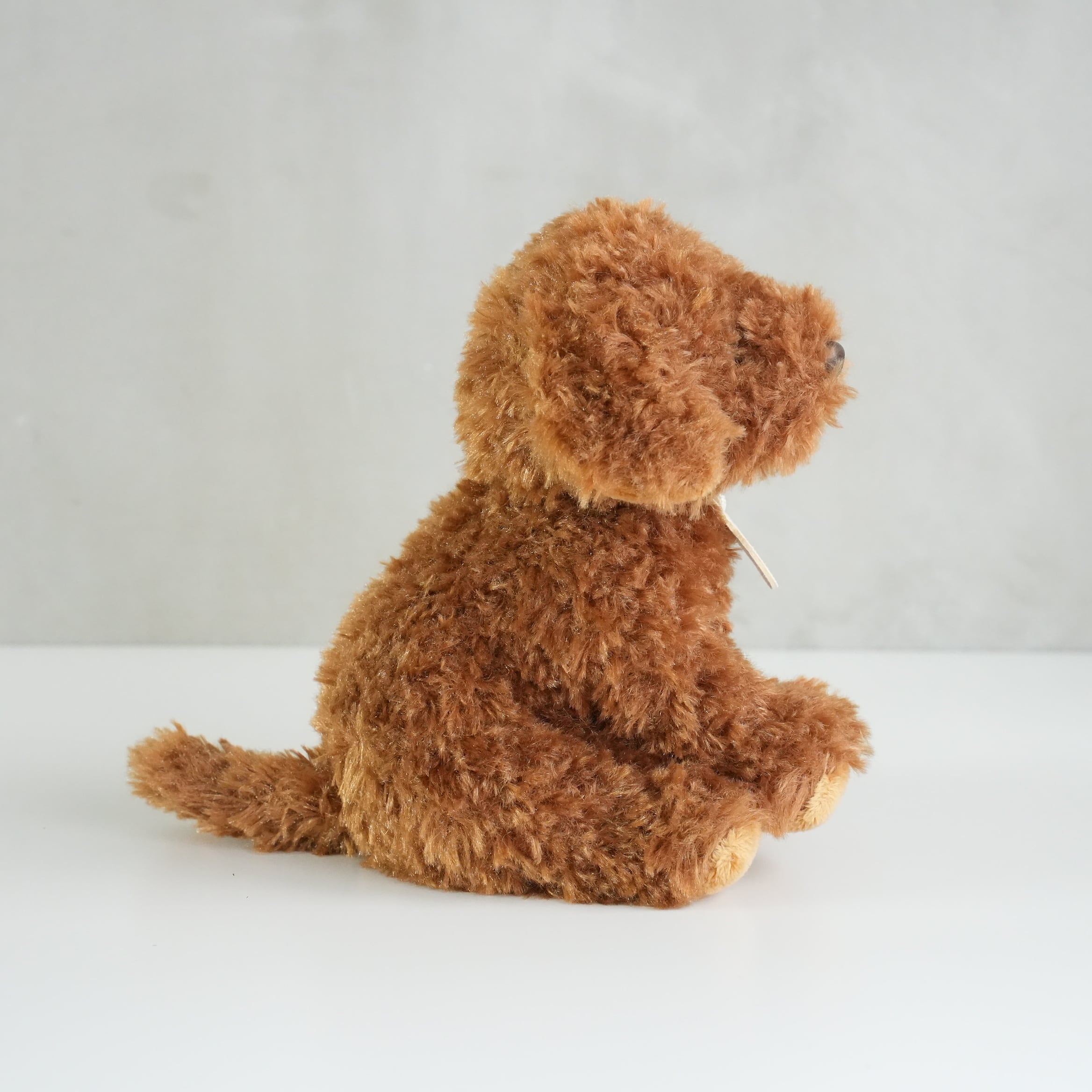 B.T. CHAPS / Labradoodle