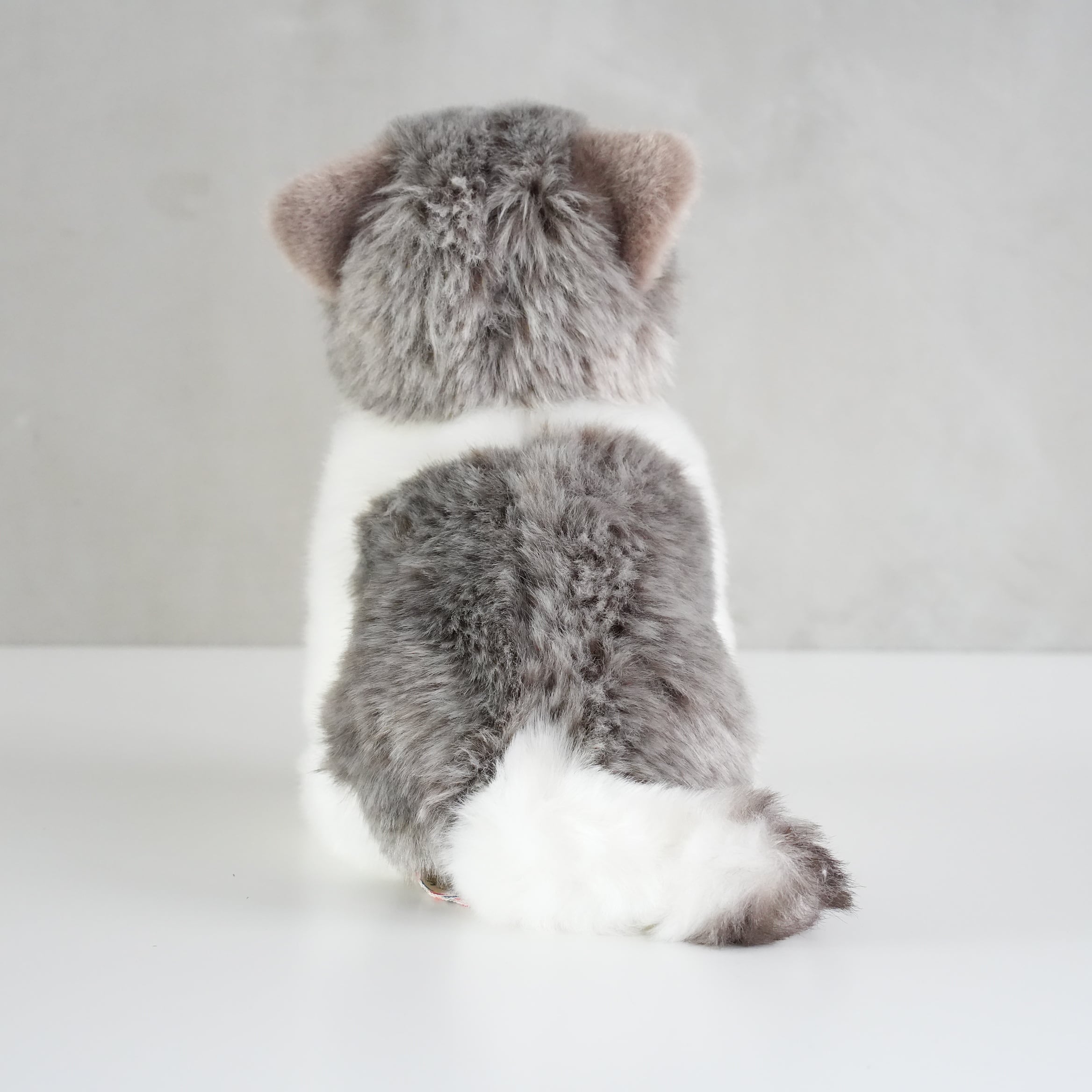 B.T. CHAPS / Scottish Fold