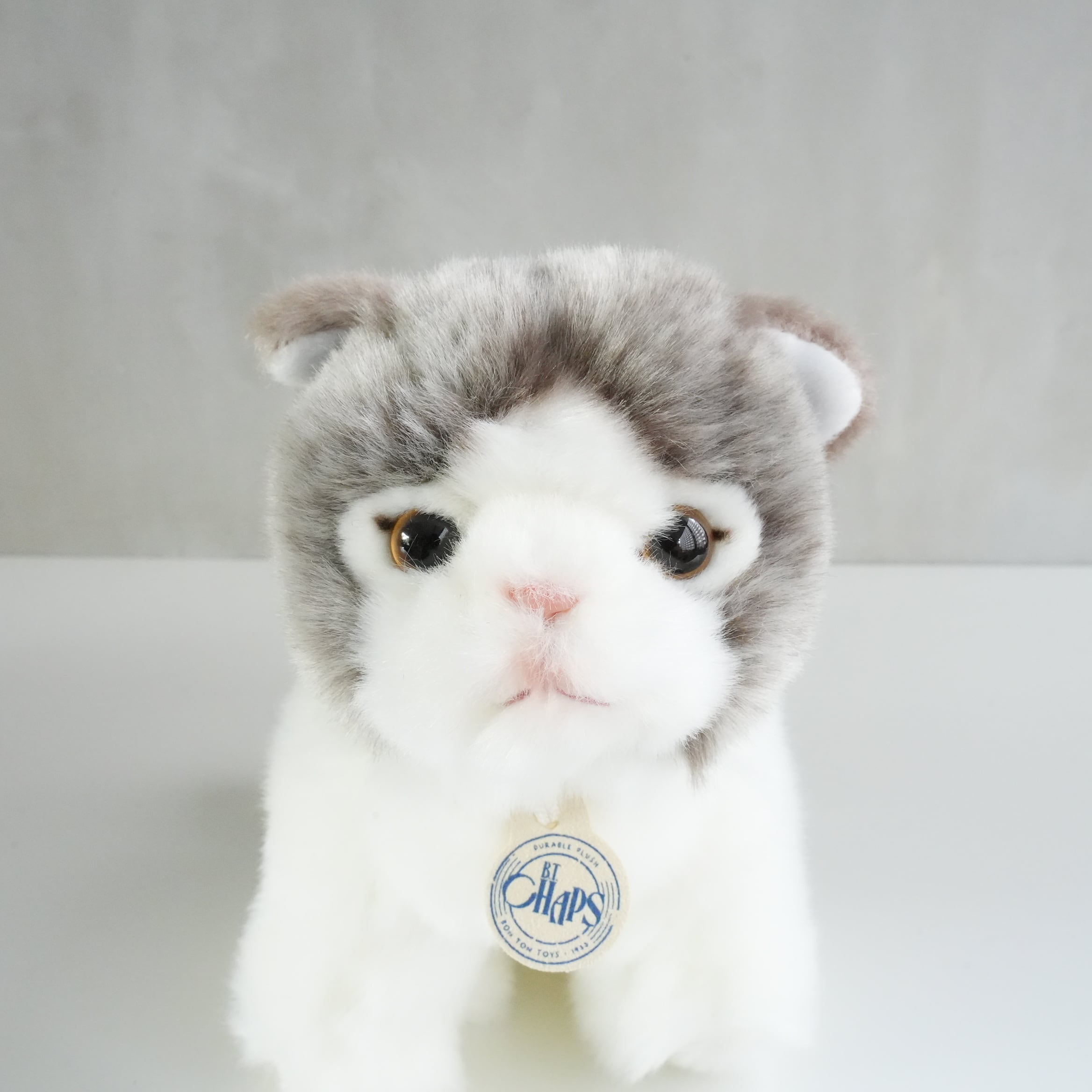 B.T. CHAPS / Scottish Fold