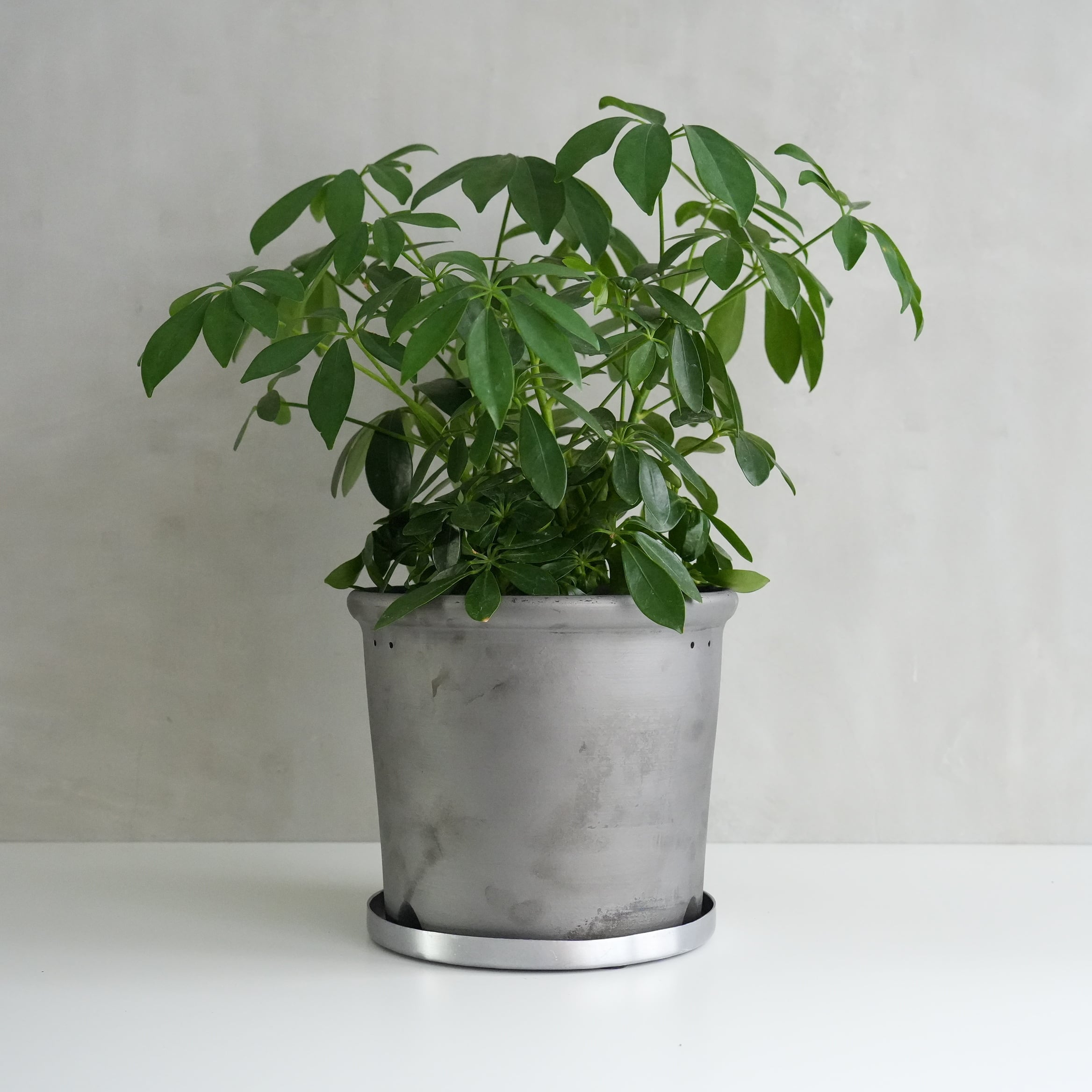 SMOKED PLANTER 220