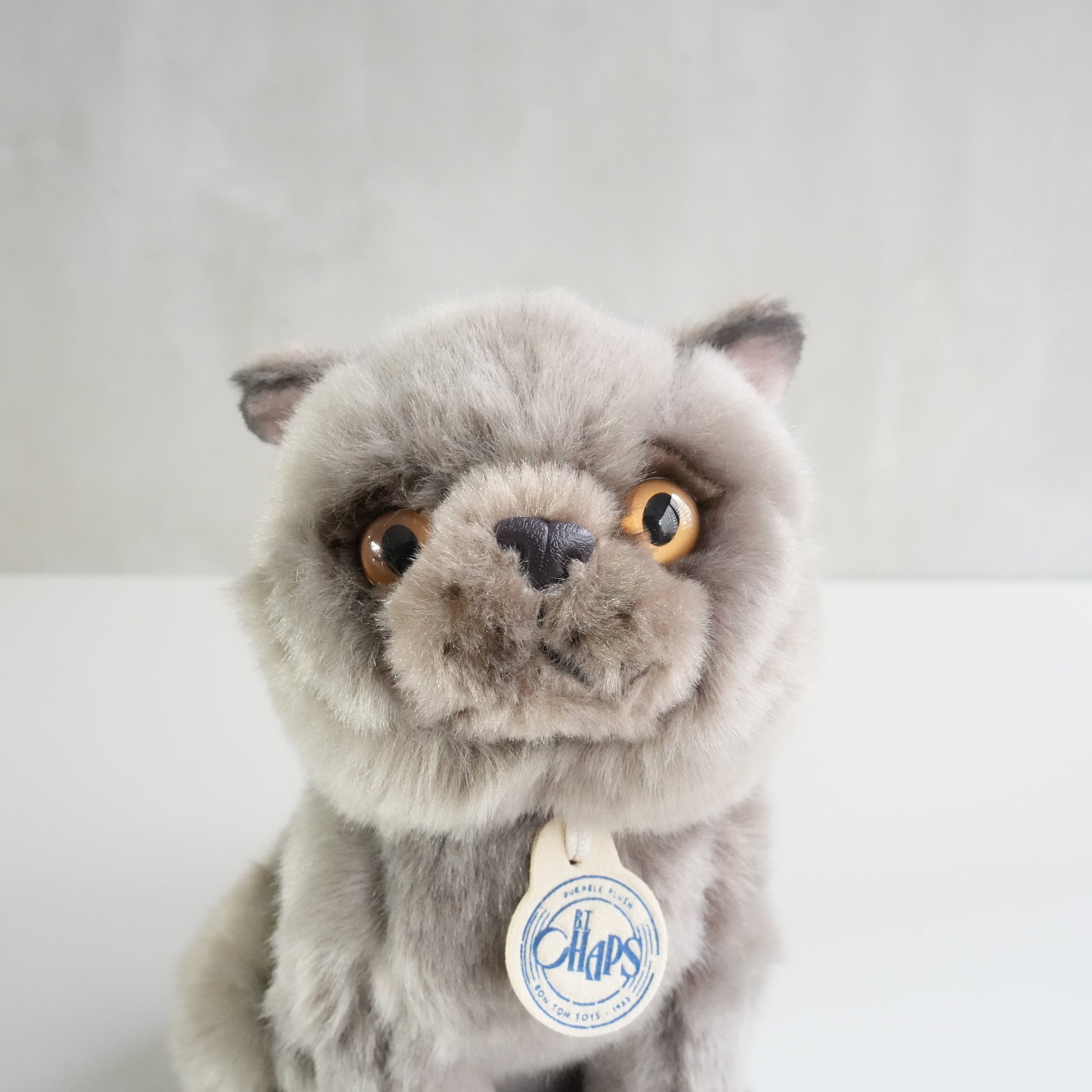 B.T. CHAPS / British Shorthair