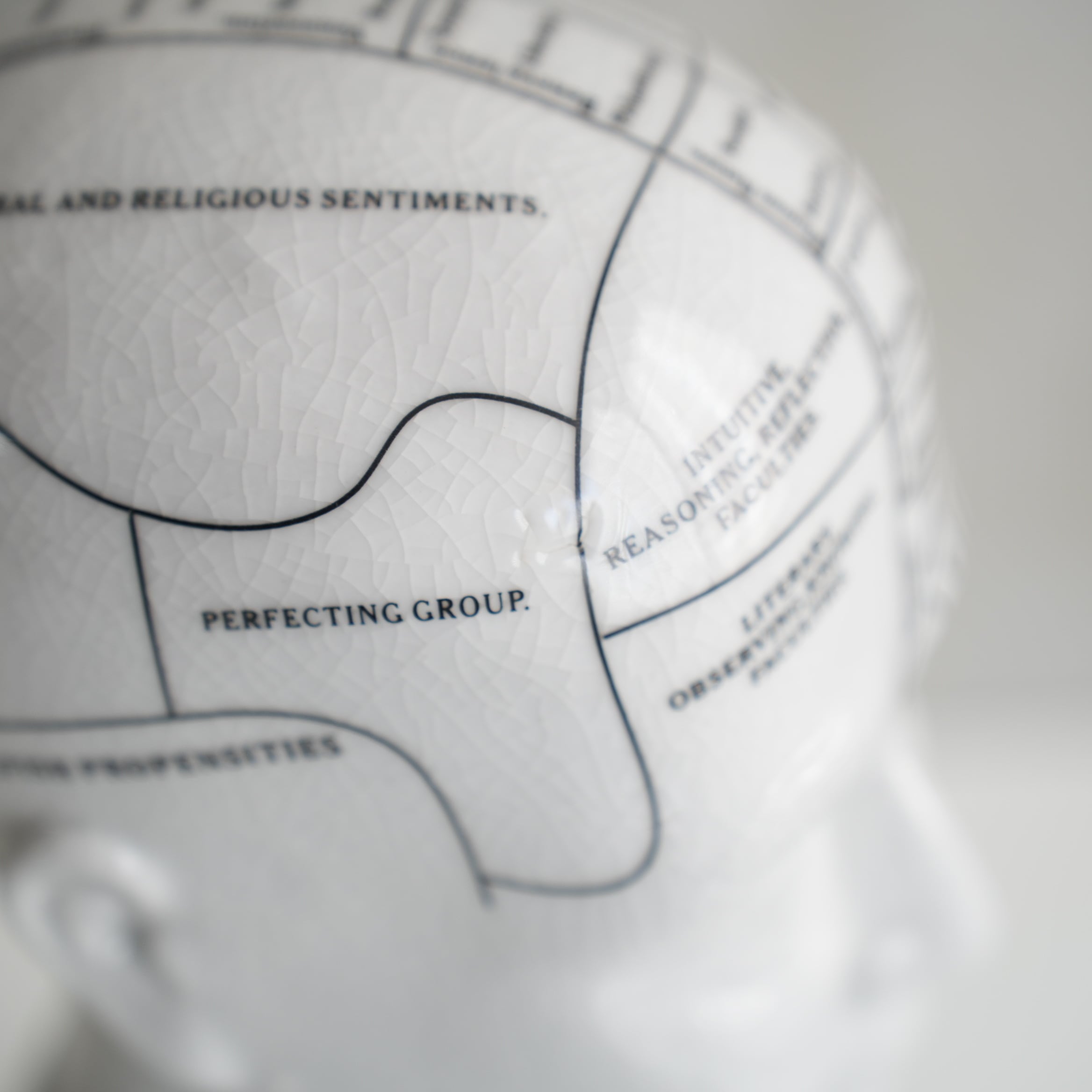 THE PHRENOLOGY L