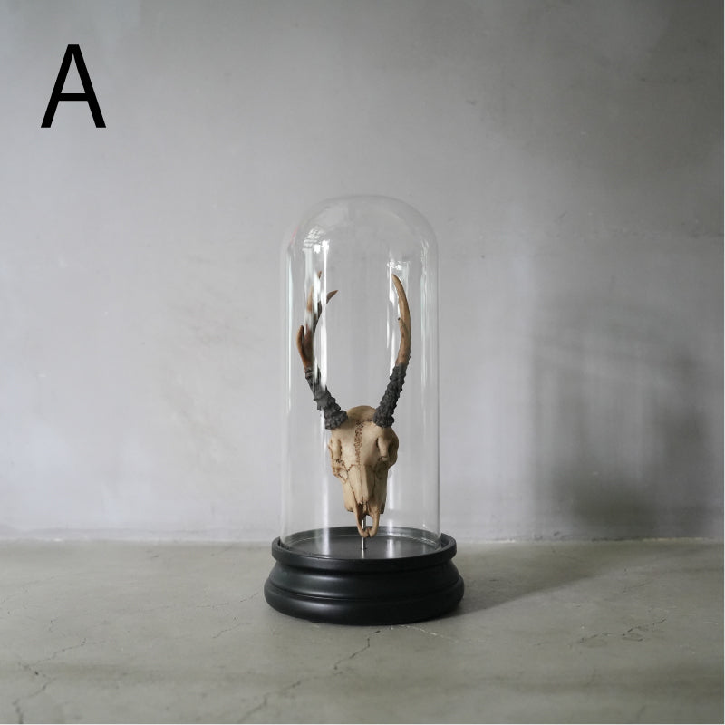 Deer Skull Object