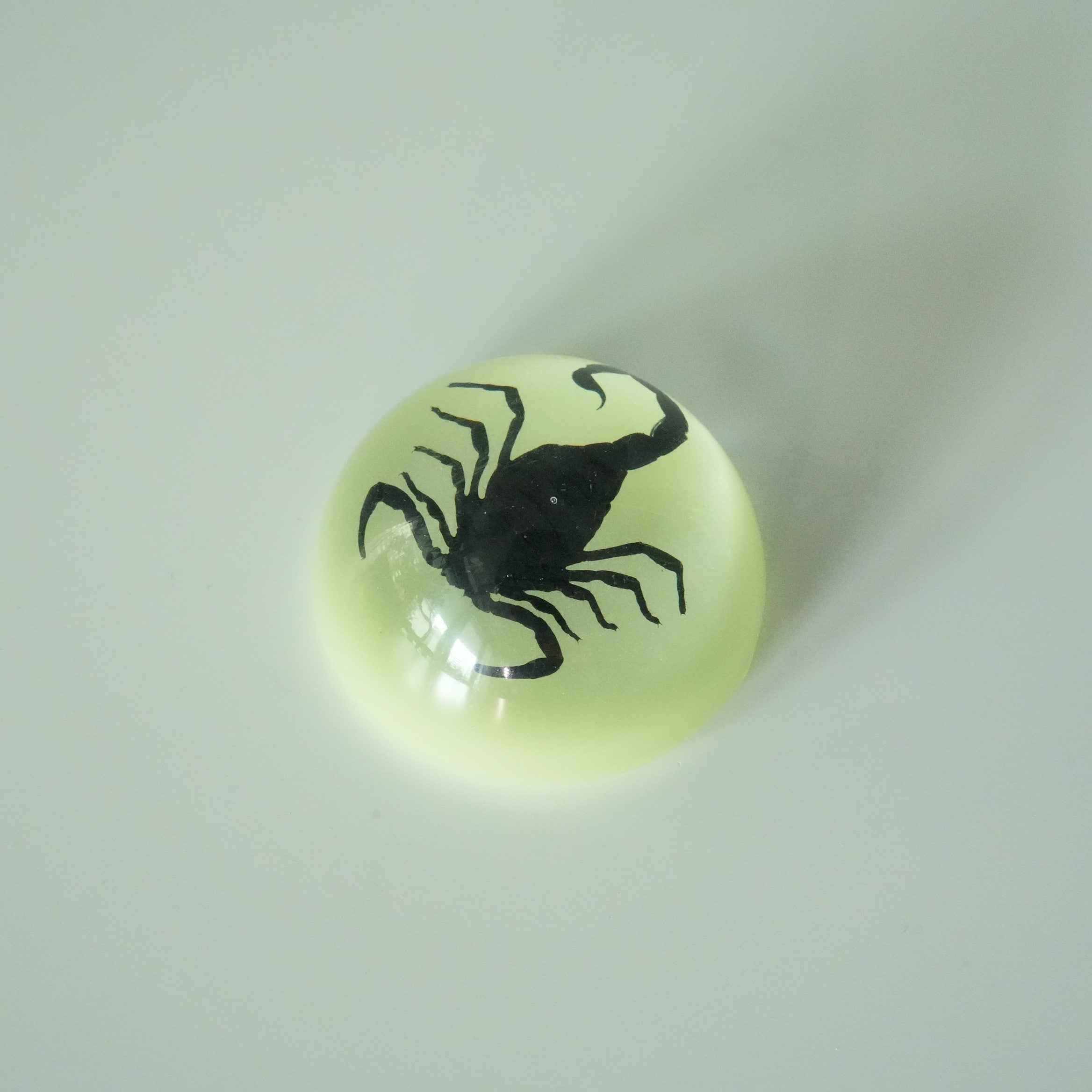 SCORPION＆SPIDER MAGNET GID