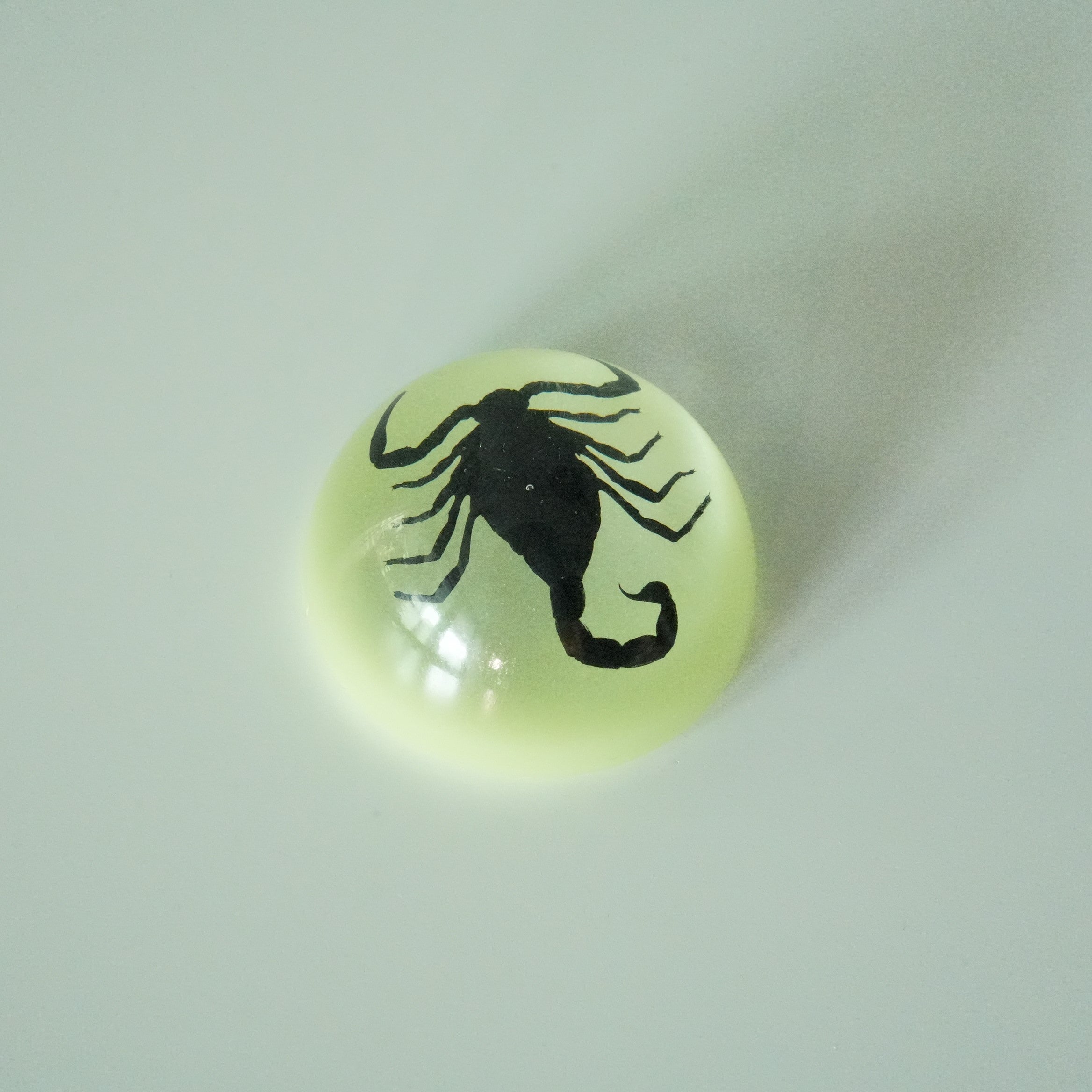SCORPION＆SPIDER MAGNET GID