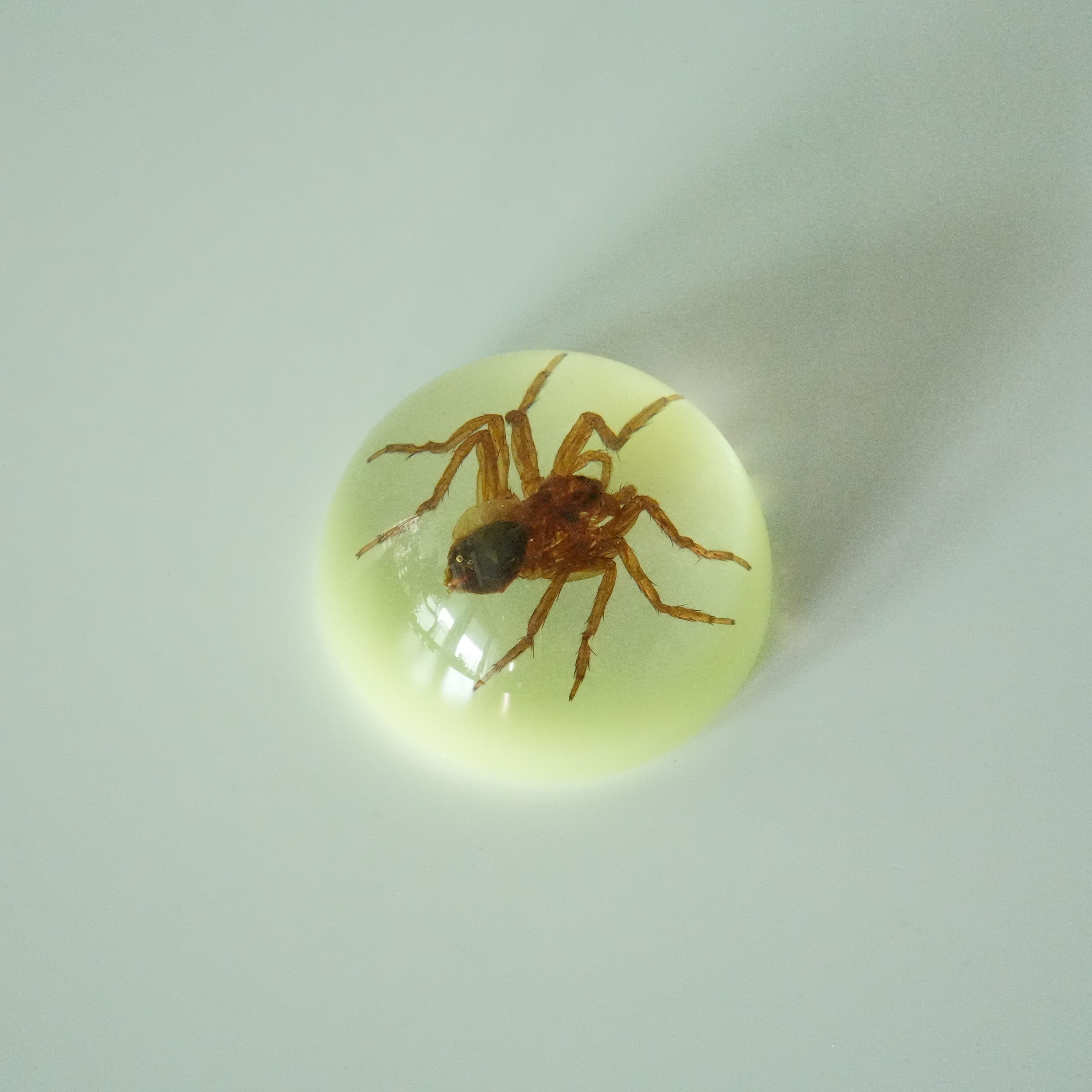 SCORPION＆SPIDER MAGNET GID